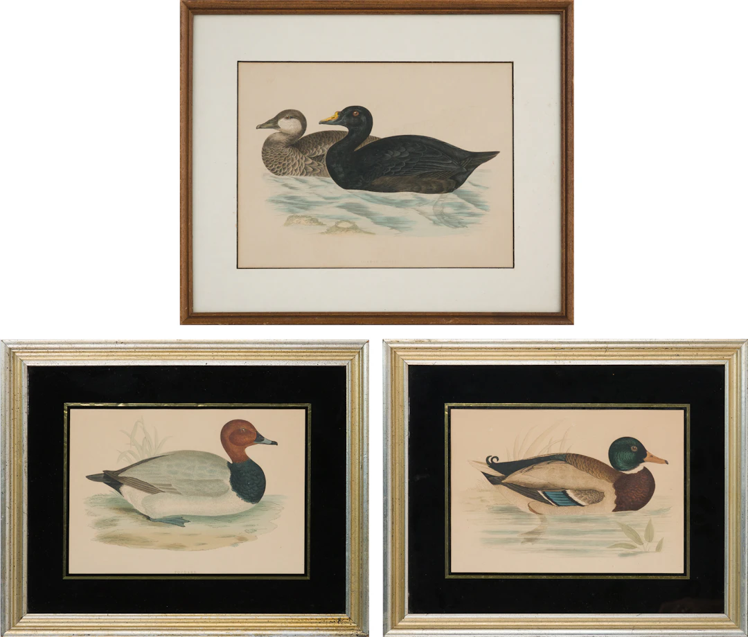 Three Duck, Prints