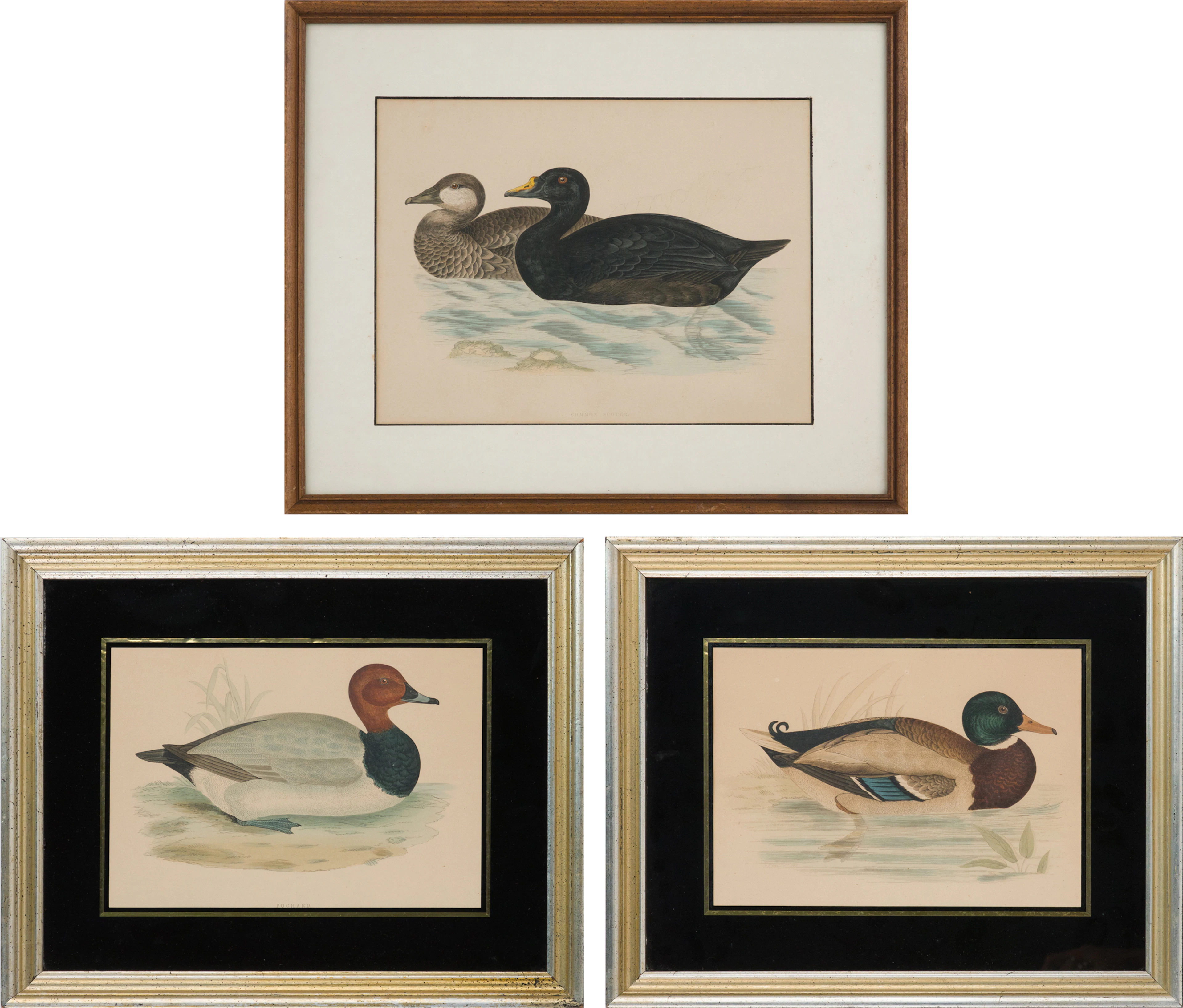 Three Duck, Prints