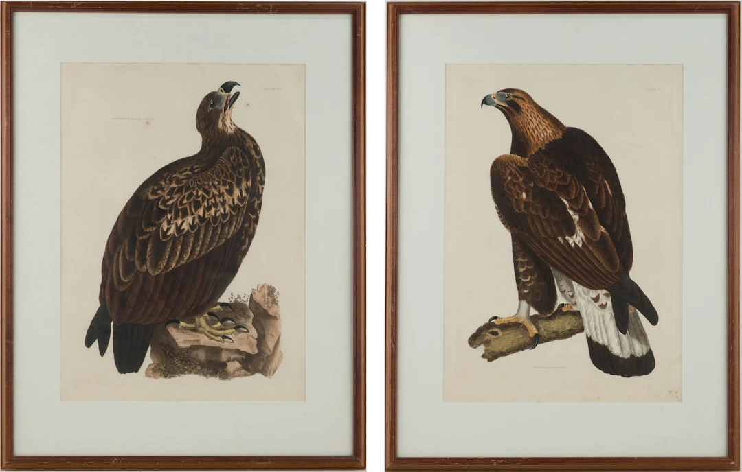 Prideaux John Selby, British 1788-1867, Golden Eagle and Cinereous