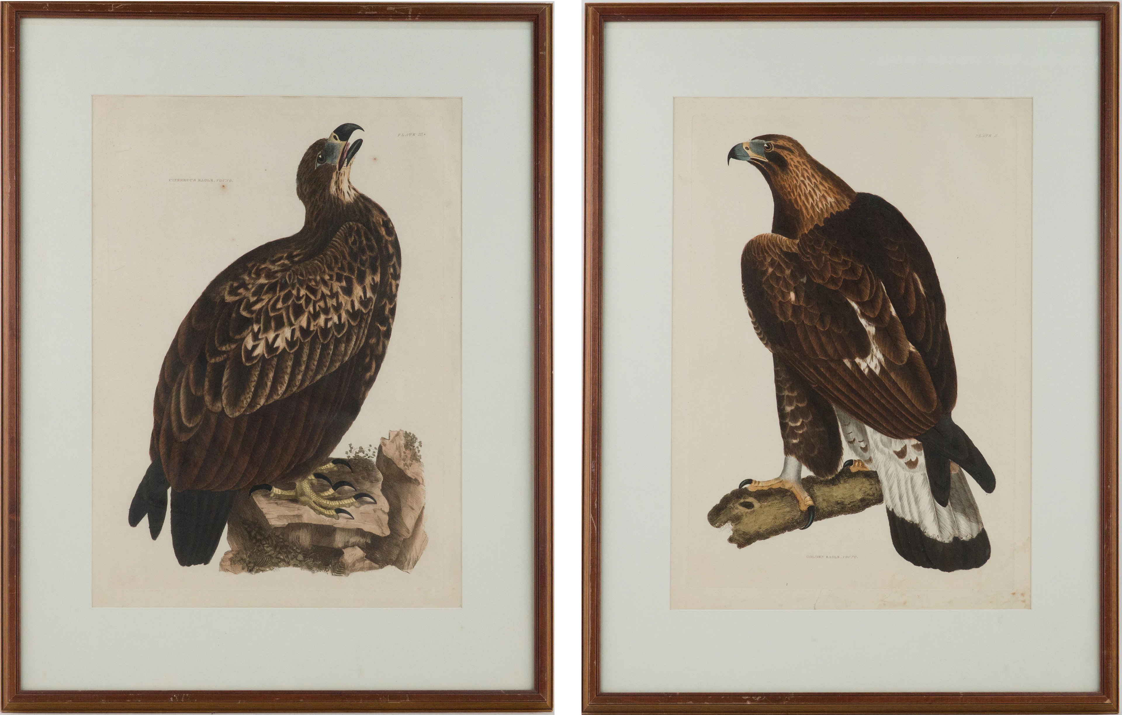 Prideaux John Selby, British 1788-1867, Golden Eagle and Cinereous