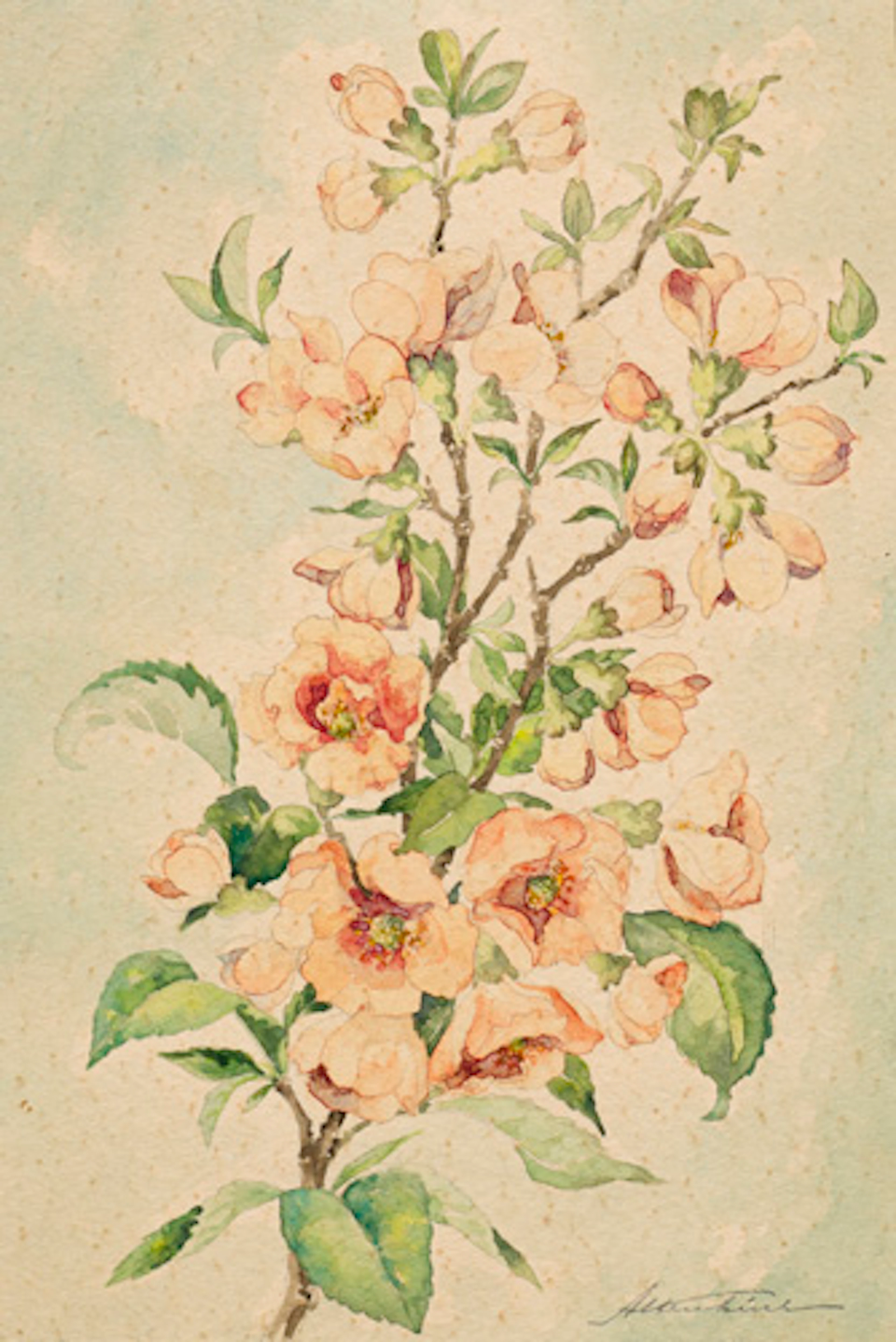 251 Otto Altenkirch, Kirschblütenzweig. Wohl um 1900.