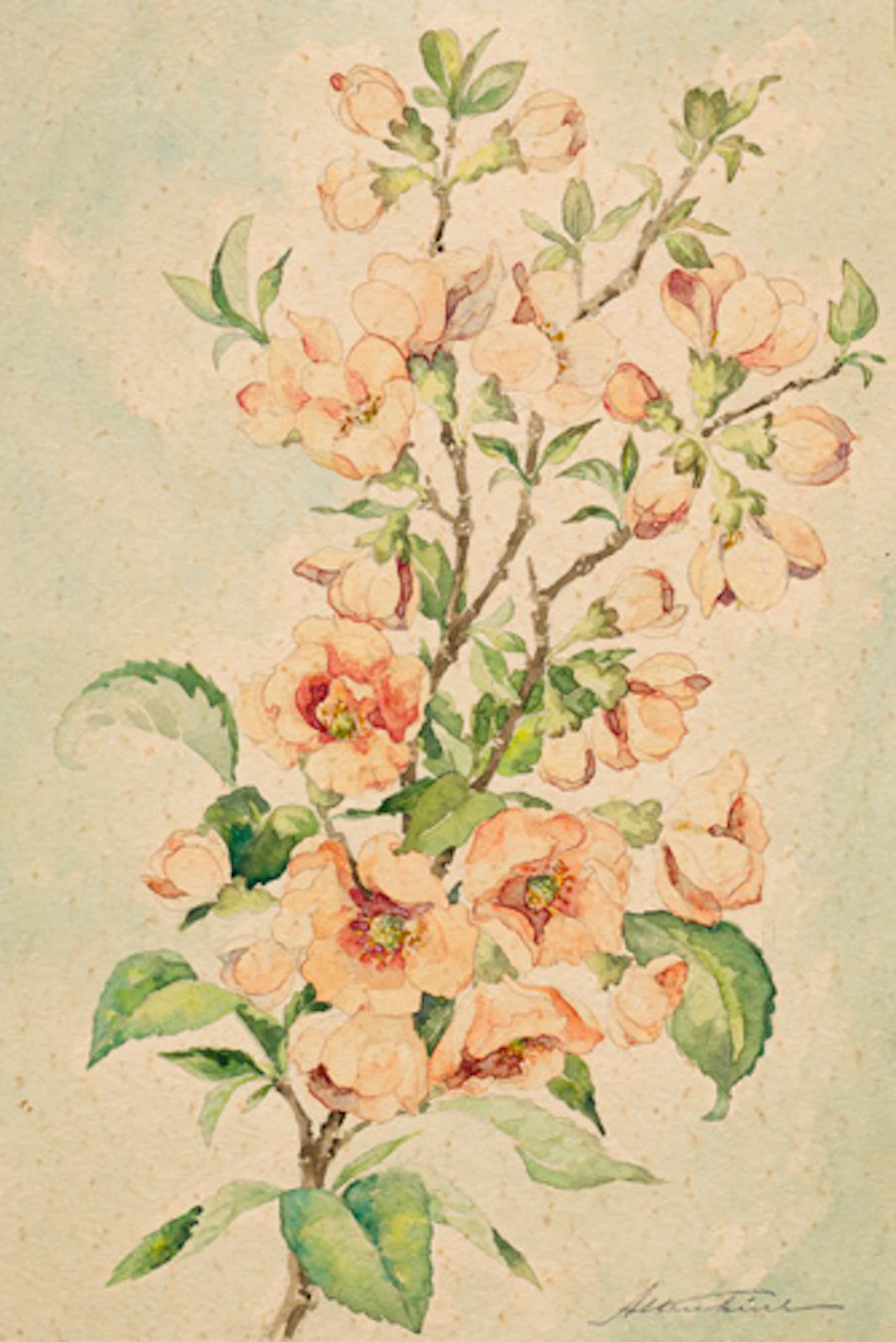 251 Otto Altenkirch, Kirschblütenzweig. Wohl um 1900.
