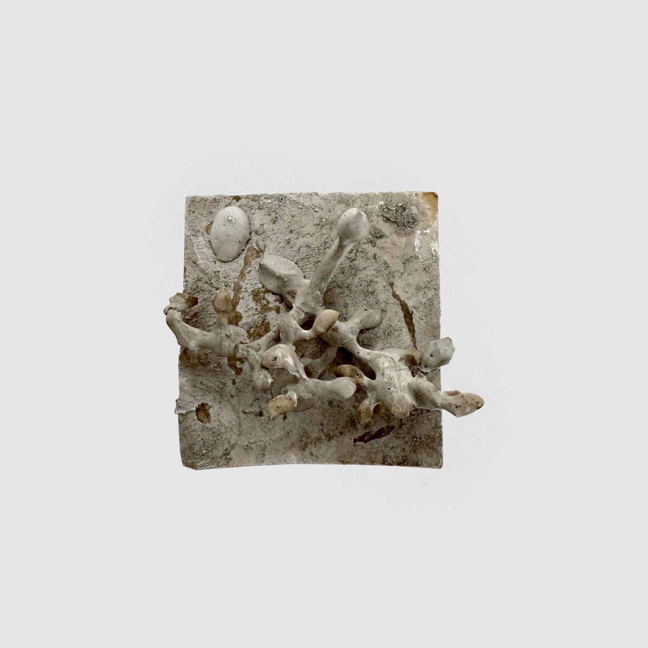 Hermann Glöckner Ein Weintraubenstiel auf quadratischer Platte, gipsübergossen.
