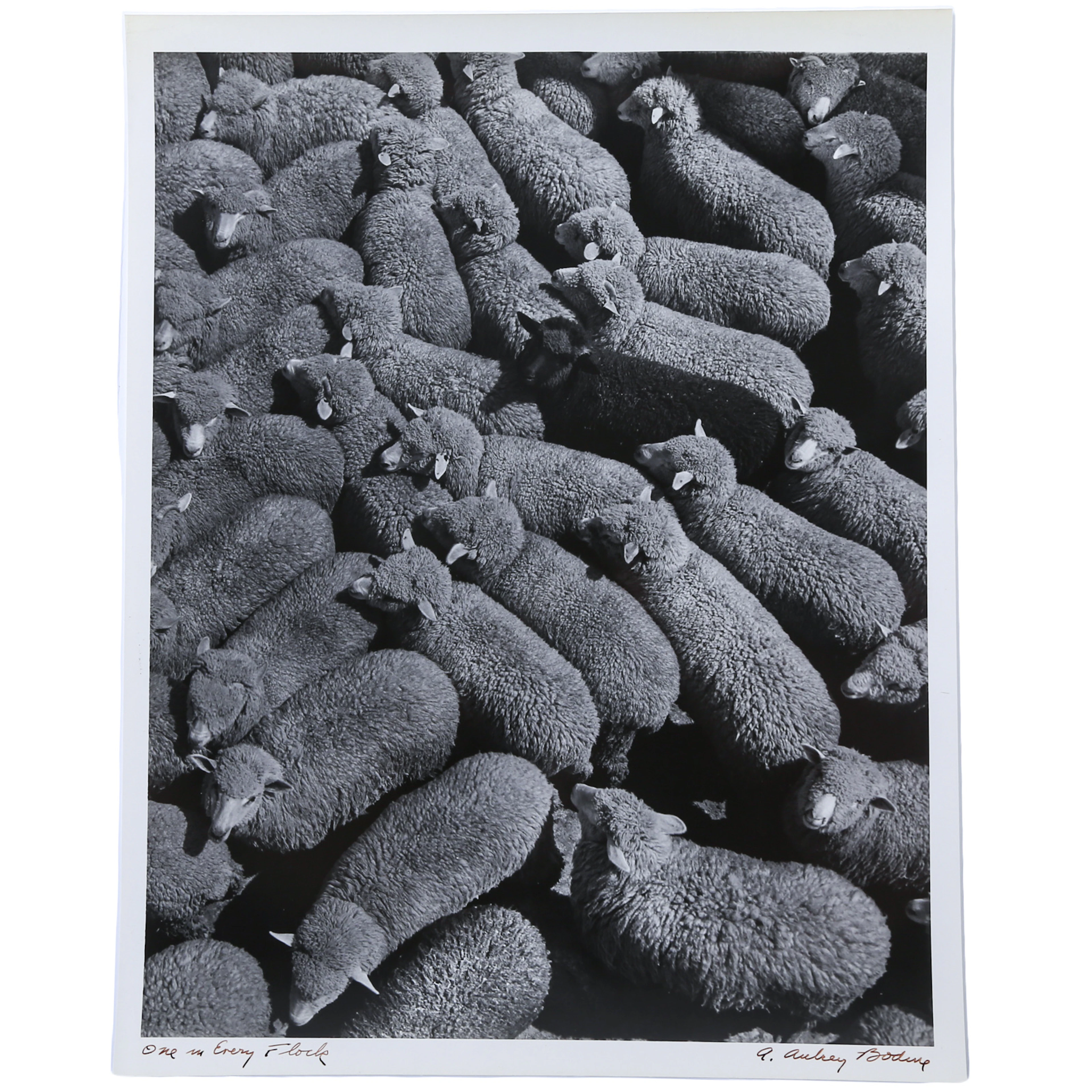 A. Aubrey Bodine. "One in Every Flock," photograph
