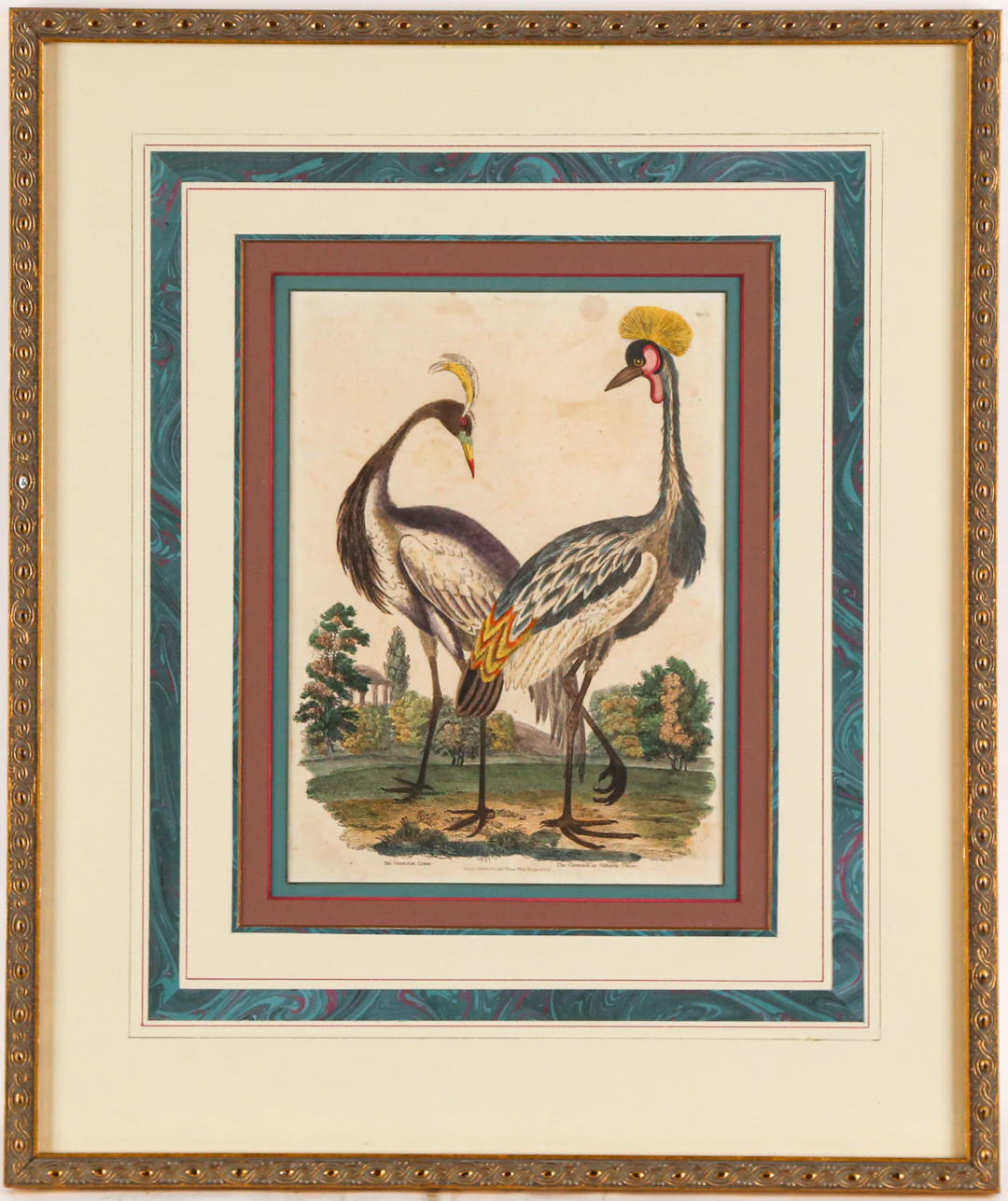 Georges Luis LeClerc Buffon Color Engraving