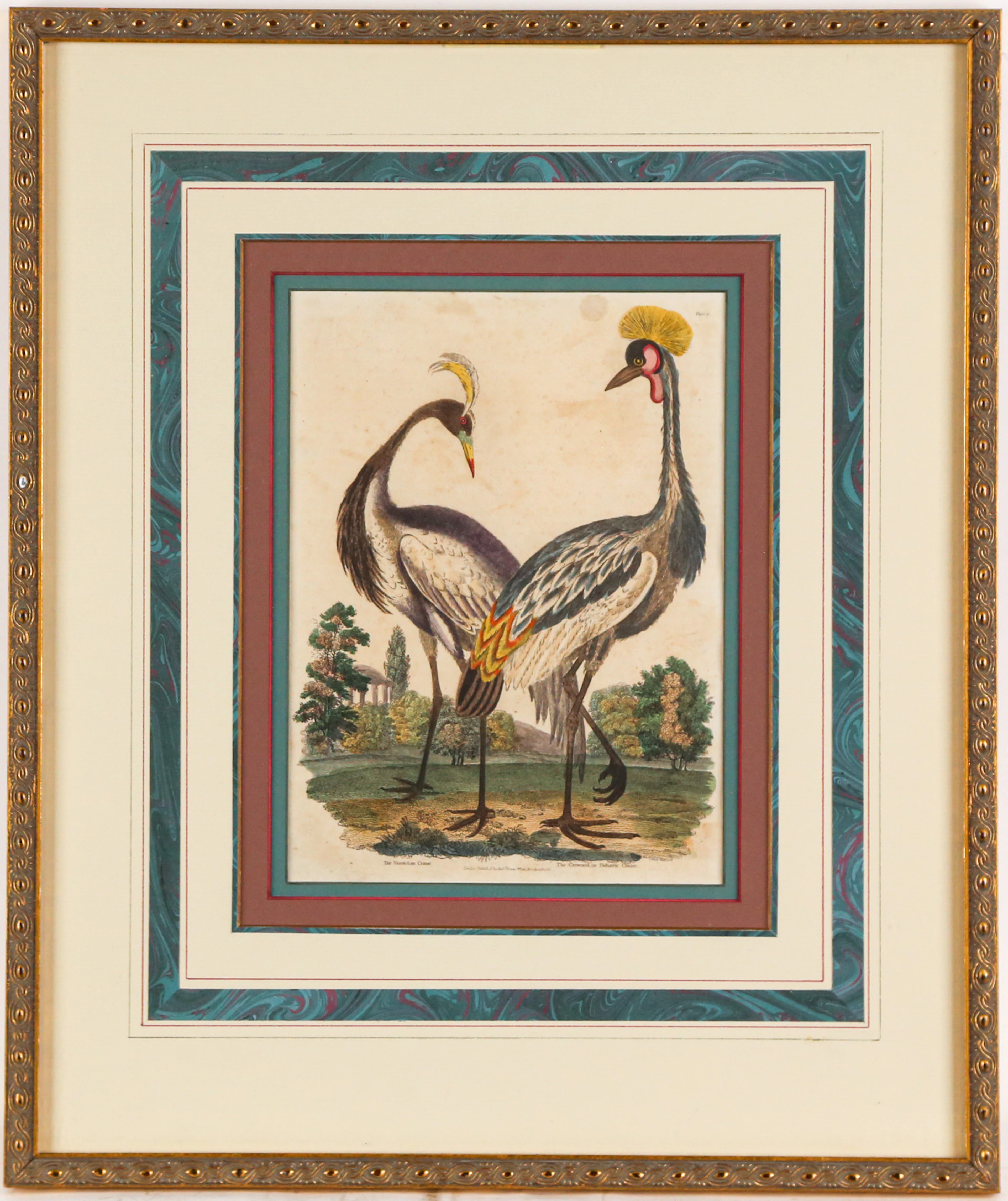 Georges Luis LeClerc Buffon Color Engraving