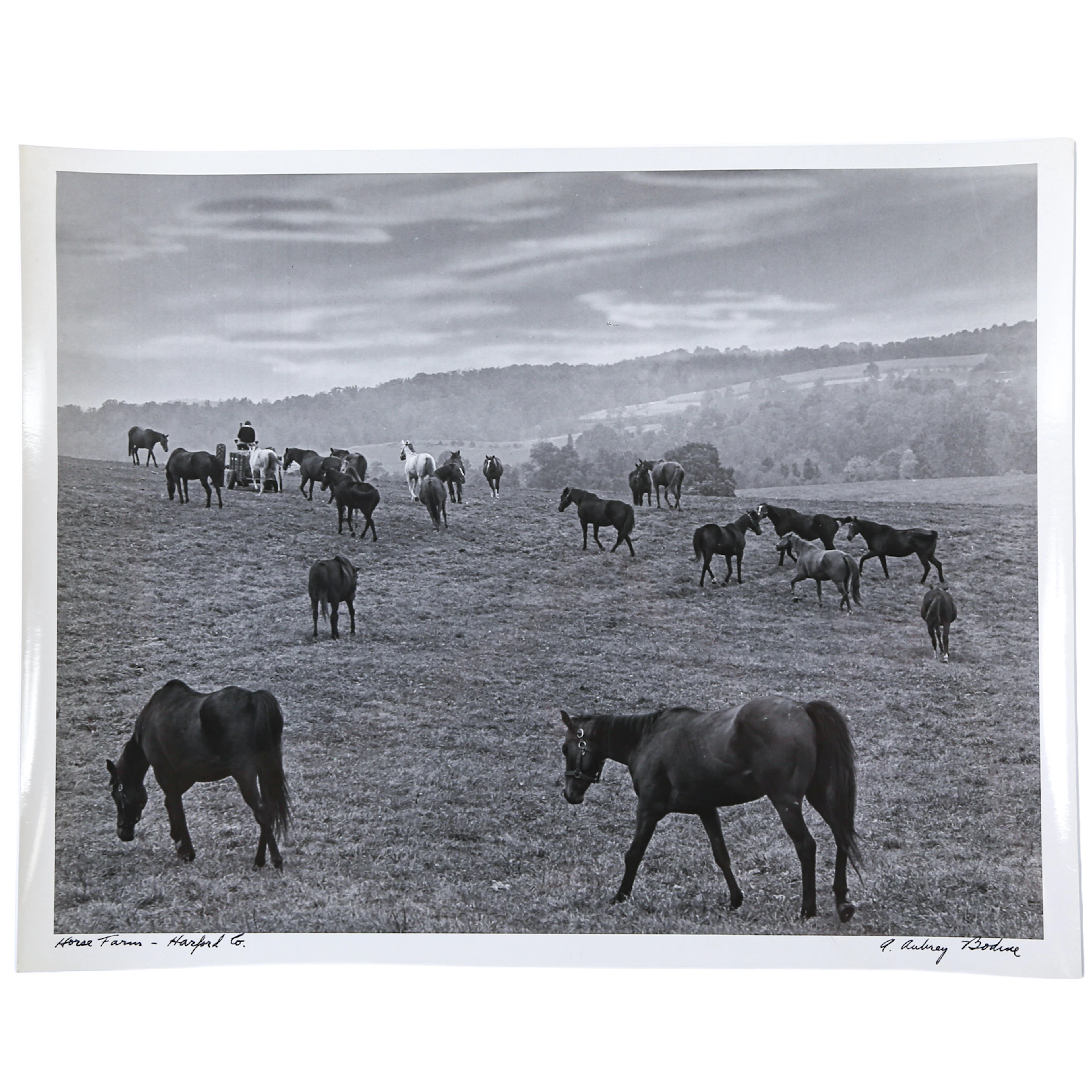 A. Aubrey Bodine. "Horse Farm, Harford Co.," photograph