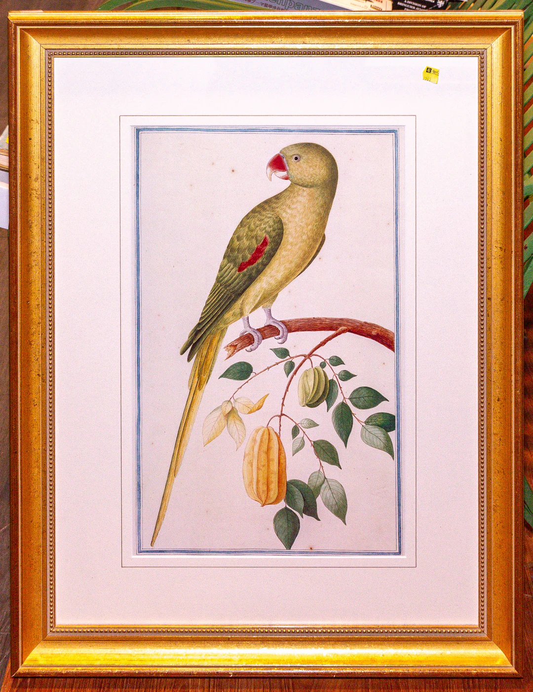 Framed Print: Parrot & Star Fruit