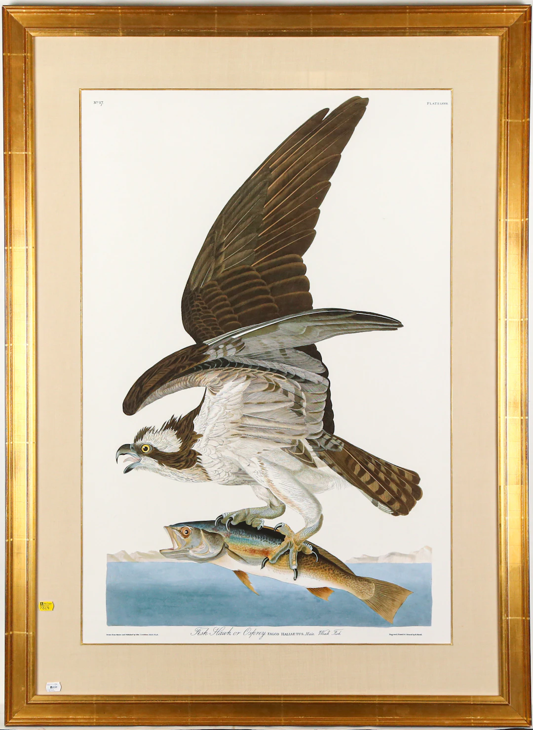 After J. Audubon. "Fish Hawk or Osprey," print