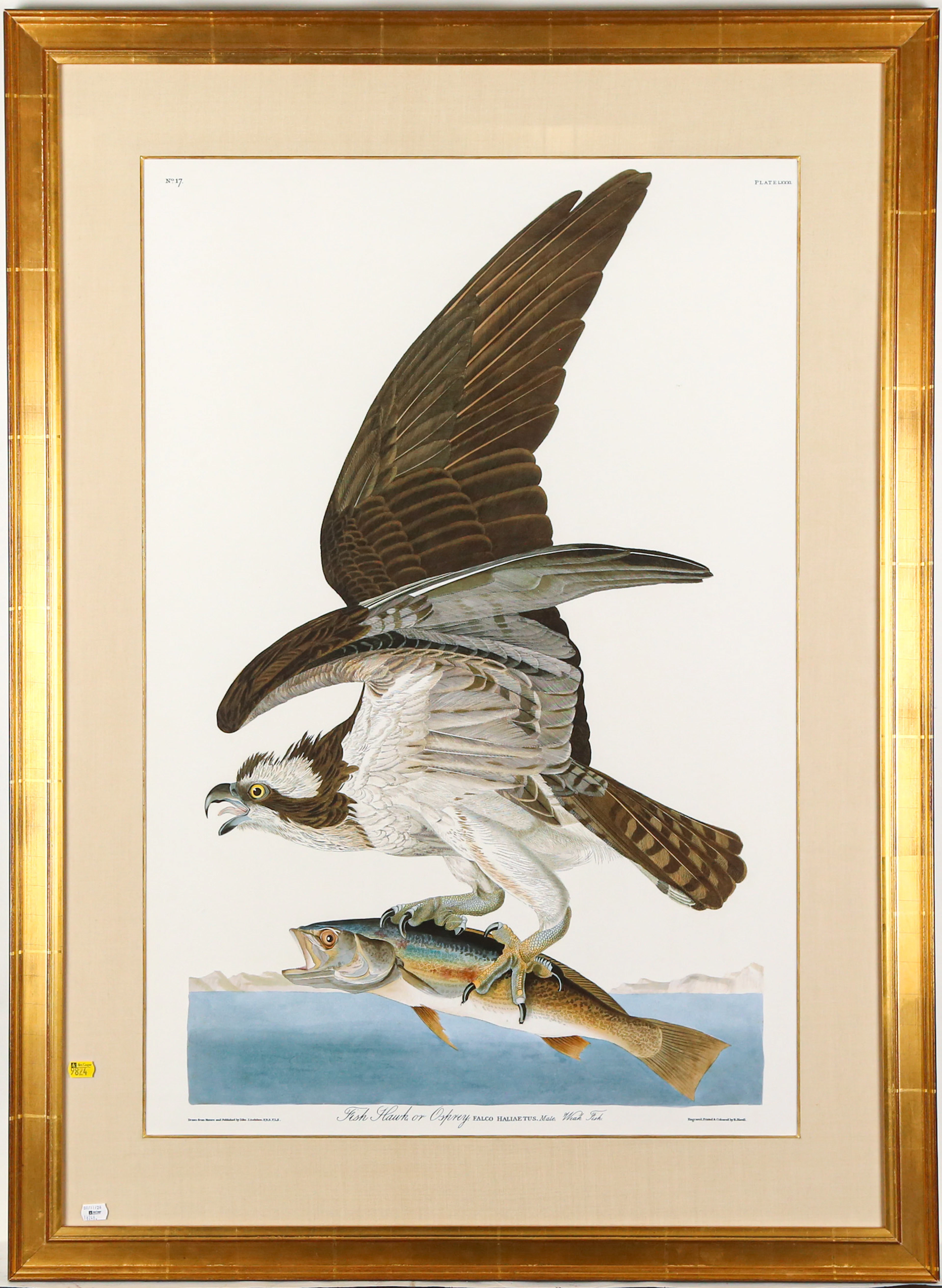After J. Audubon. "Fish Hawk or Osprey," print