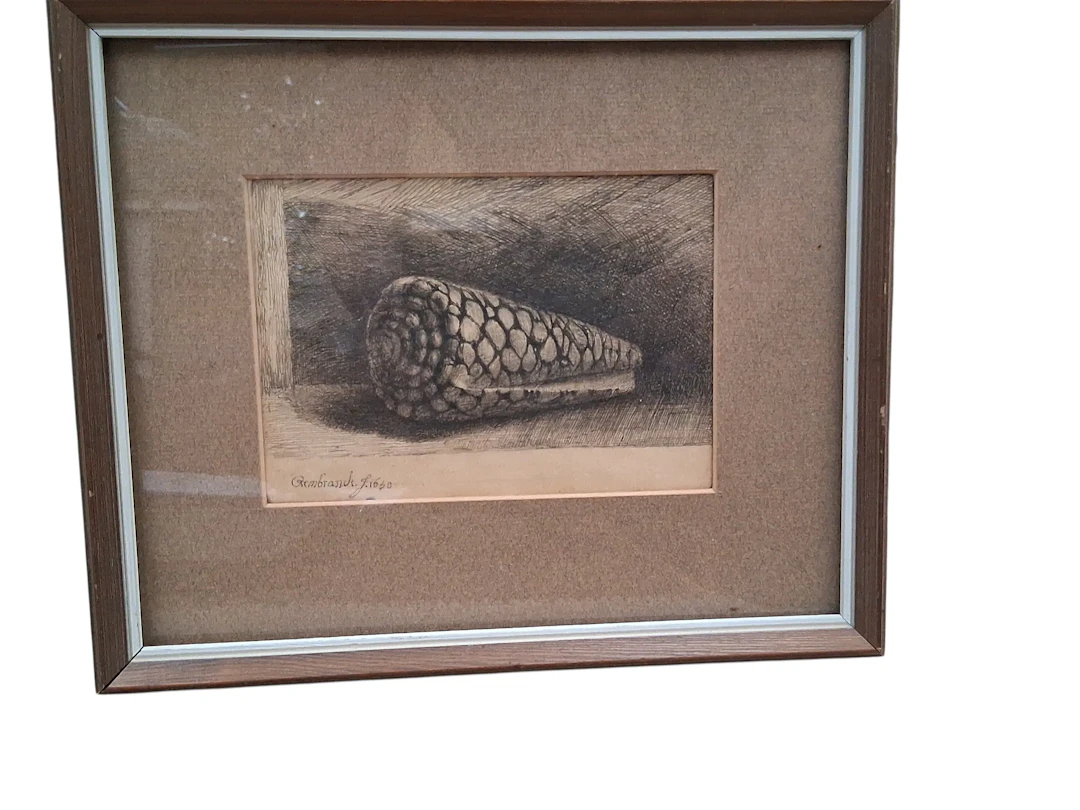 Van Rijn, Rembrandt Harmenszoon, efter, etsning, "Conus marmoreus", 1650