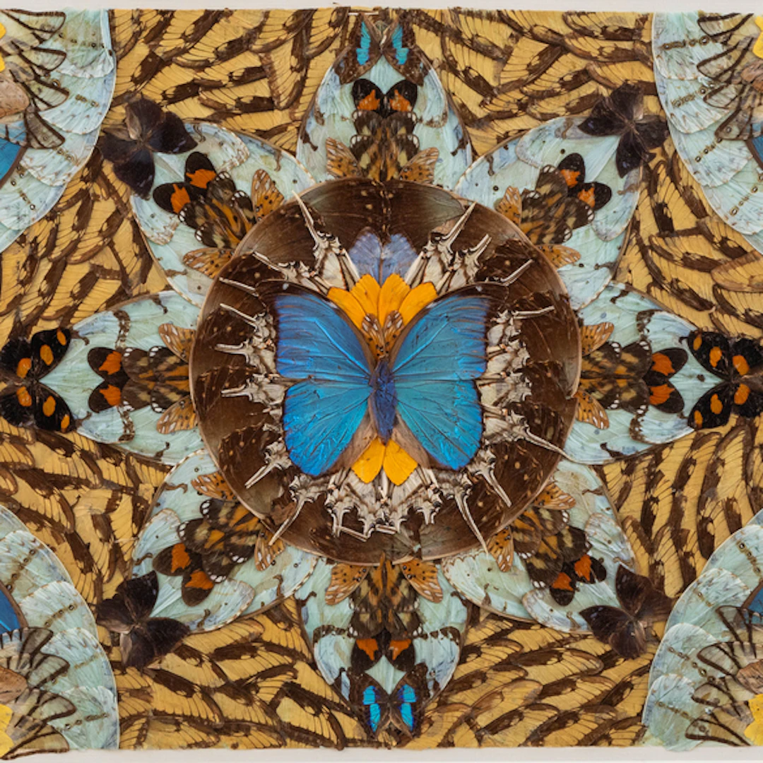 Composición creada por orlas de diferentes mariposas de la segunda