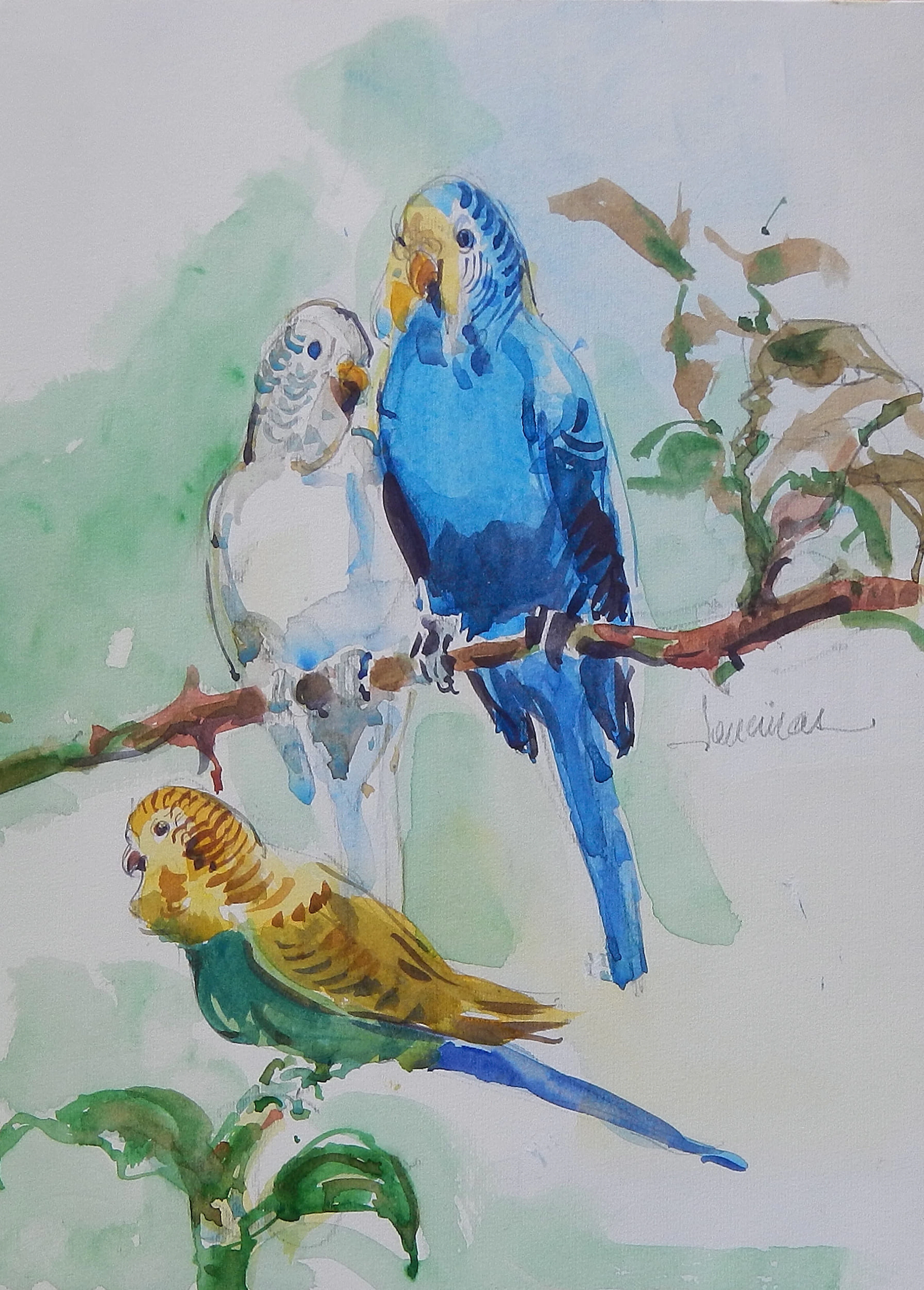 Carlos Enrique Lencinas Gómez. Watercolor on paper. “Three parakeets