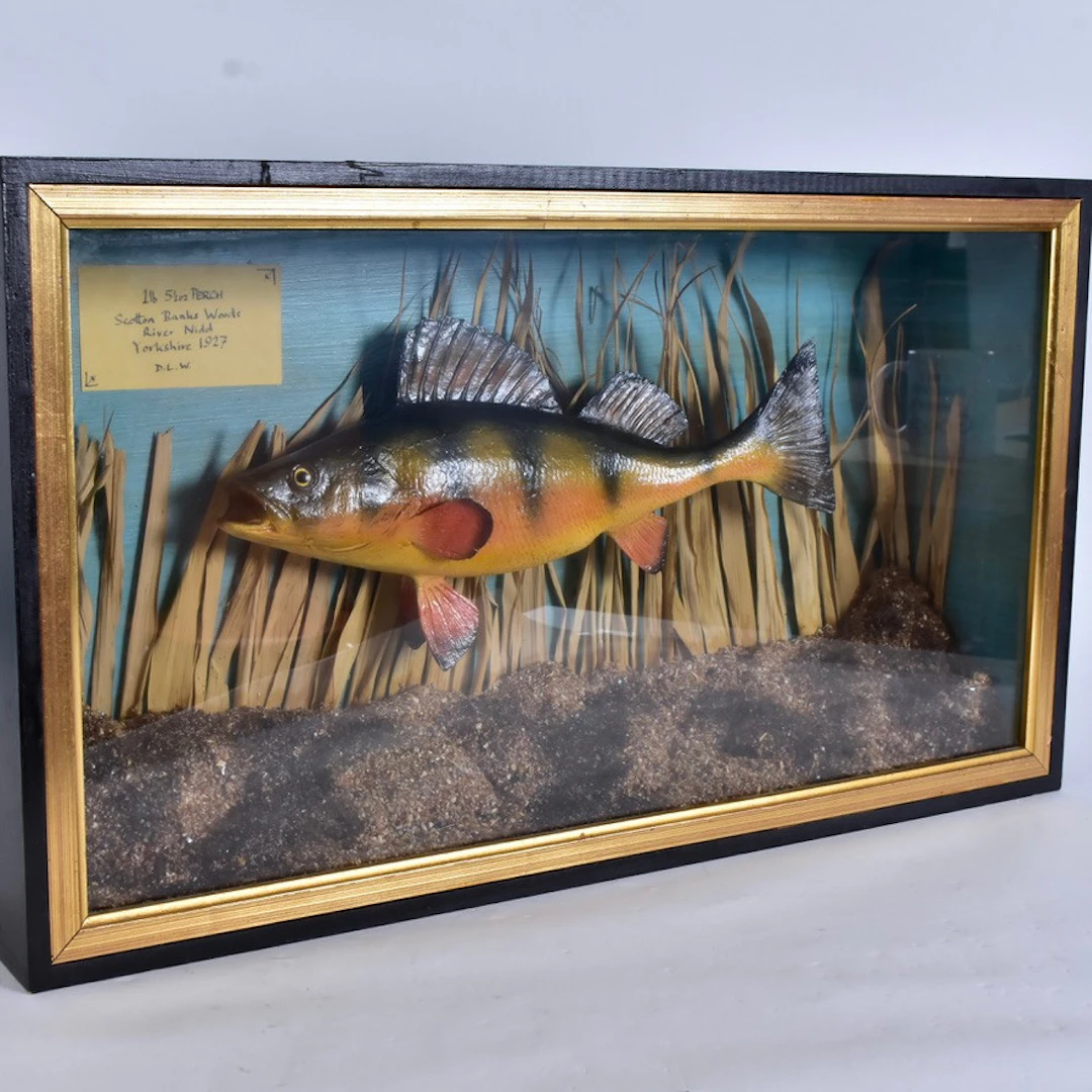 DIORAMA, uppstoppad abborre.
