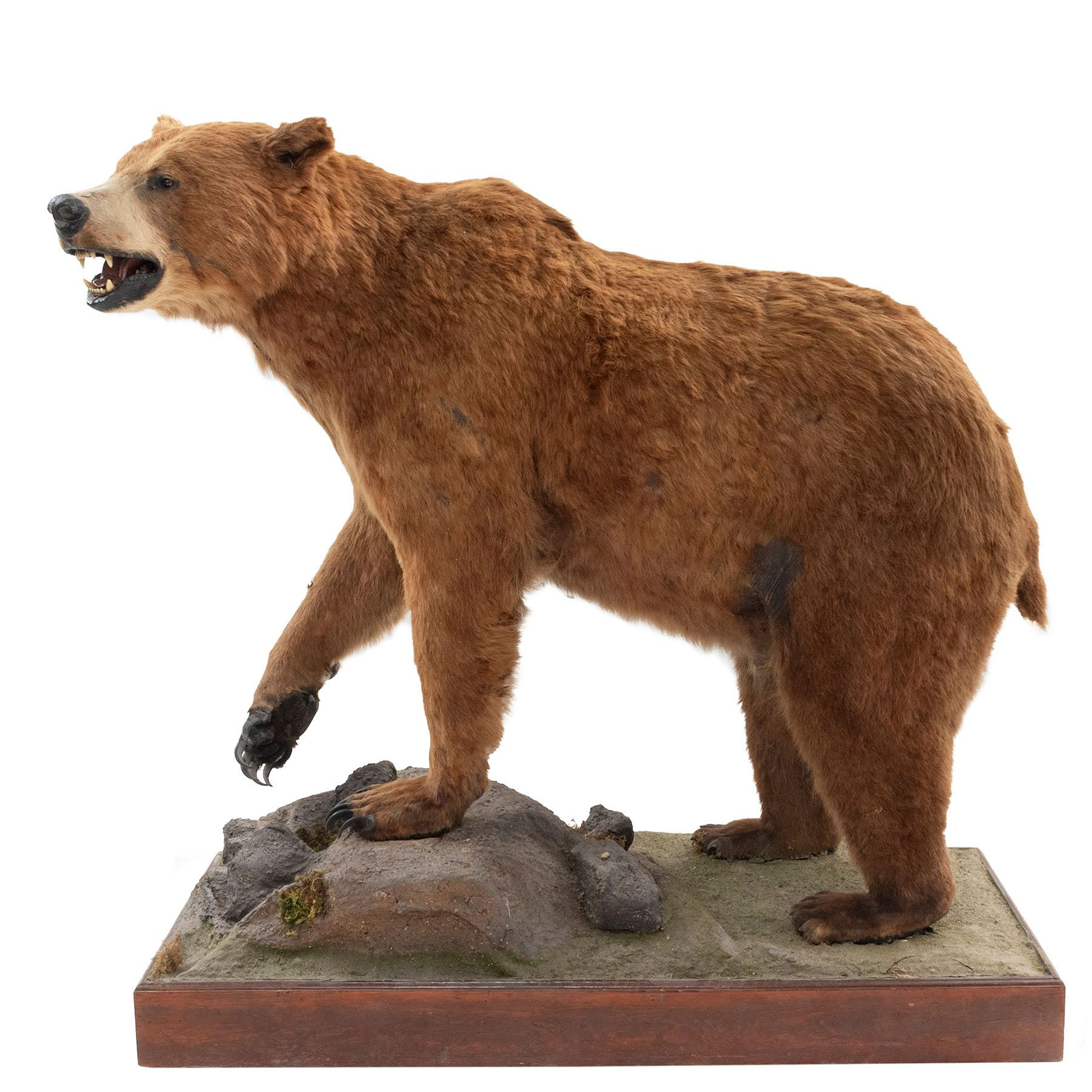 OSO PARDO. SIGLO XX. Taxidermia, montado sobre base con rodamientos
