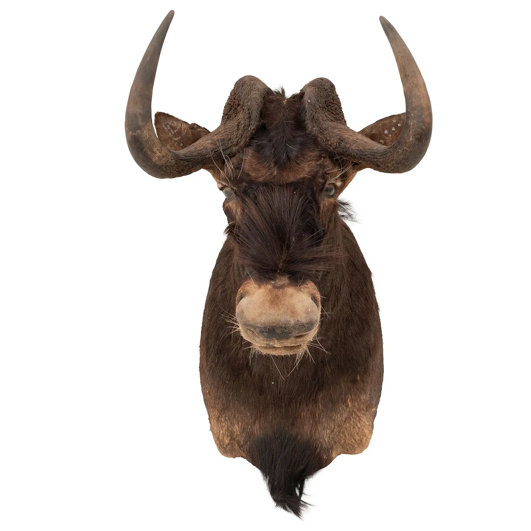 ÑÚ NEGRO. SXX. Taxidermia. Detalles de conservación. 70 cm de altura.