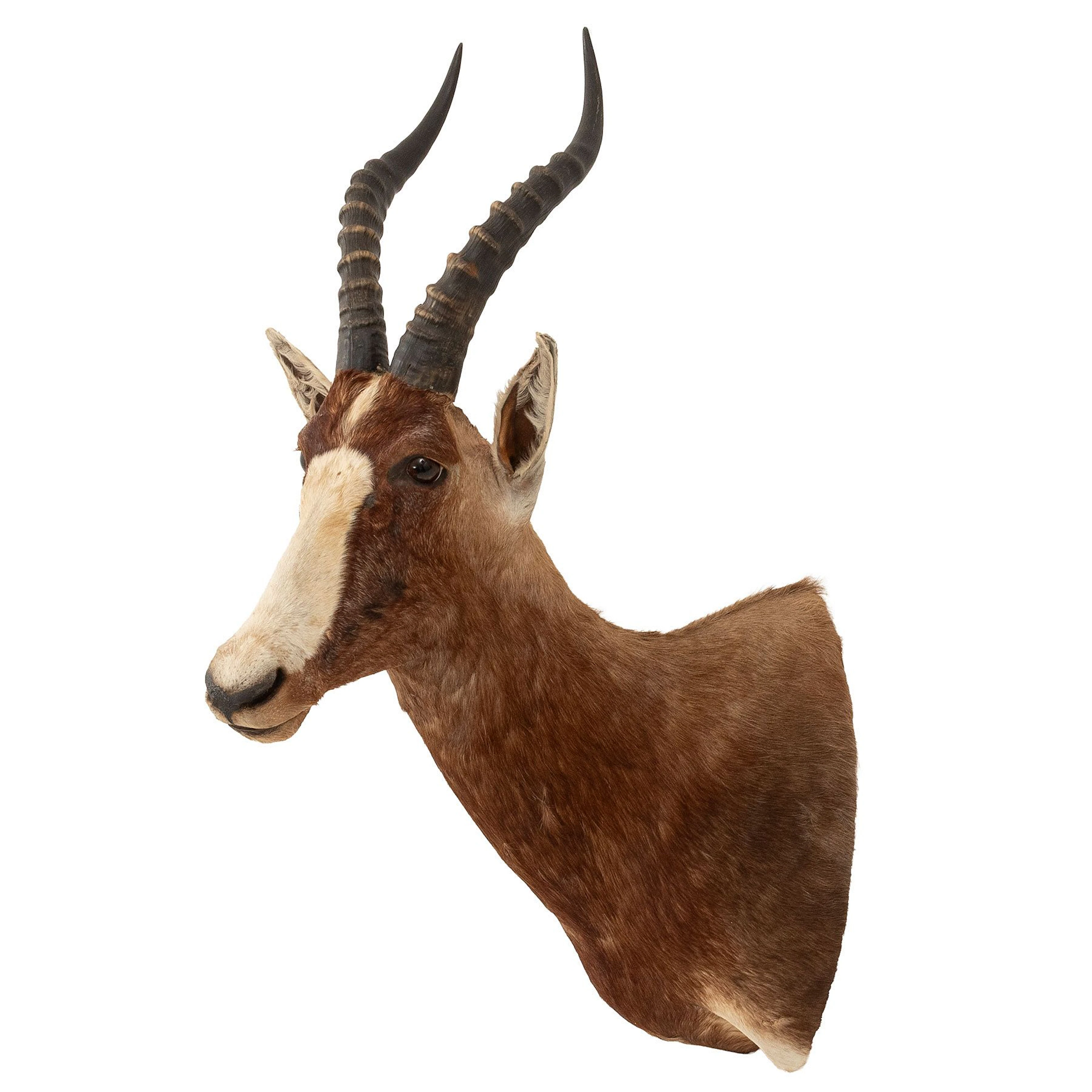 BLESBOK SIGLO XX Taxidermia Detalles de conservación 87 cm de altura