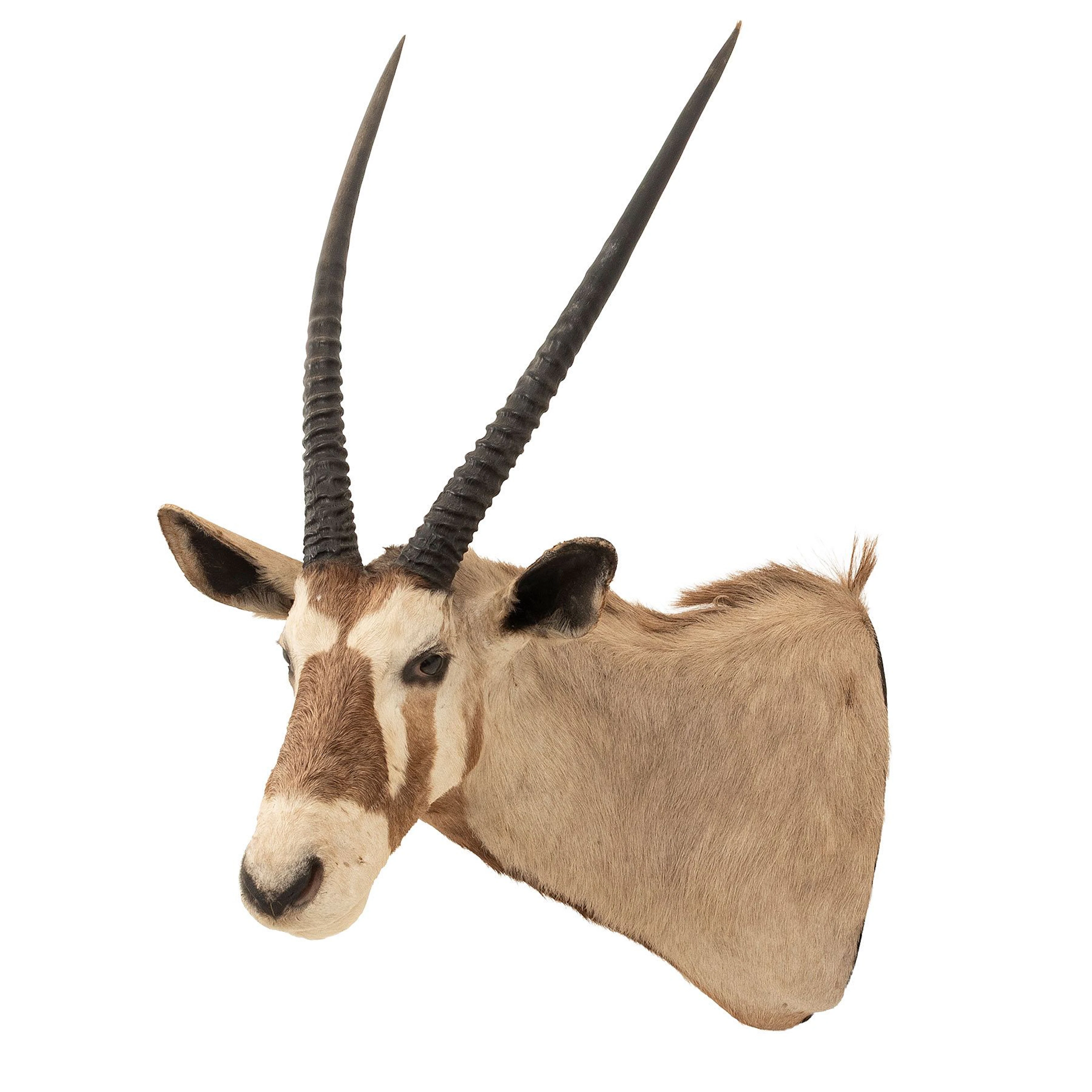 ÓRIX DE GEMSBOK SIGLO XX Taxidermia Detalles de conservación 113 cm de altura