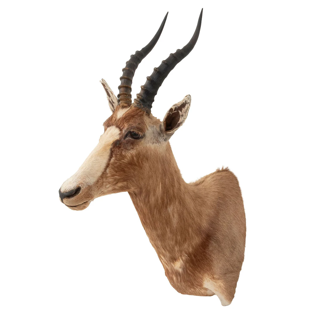 BLESBOK. SIGLO XX. Taxidermia 87 cm de altura