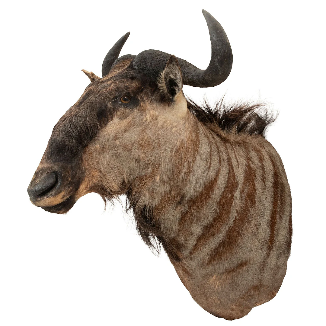 ÑÚ AZUL. SIGLO XX. Taxidermia 82 cm de altura