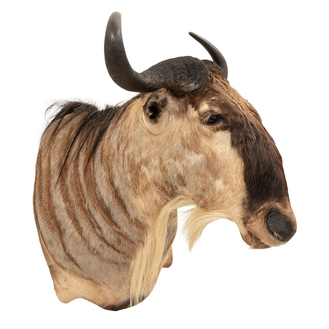 ÑÚ AZUL. SIGLO XX. Taxidermia