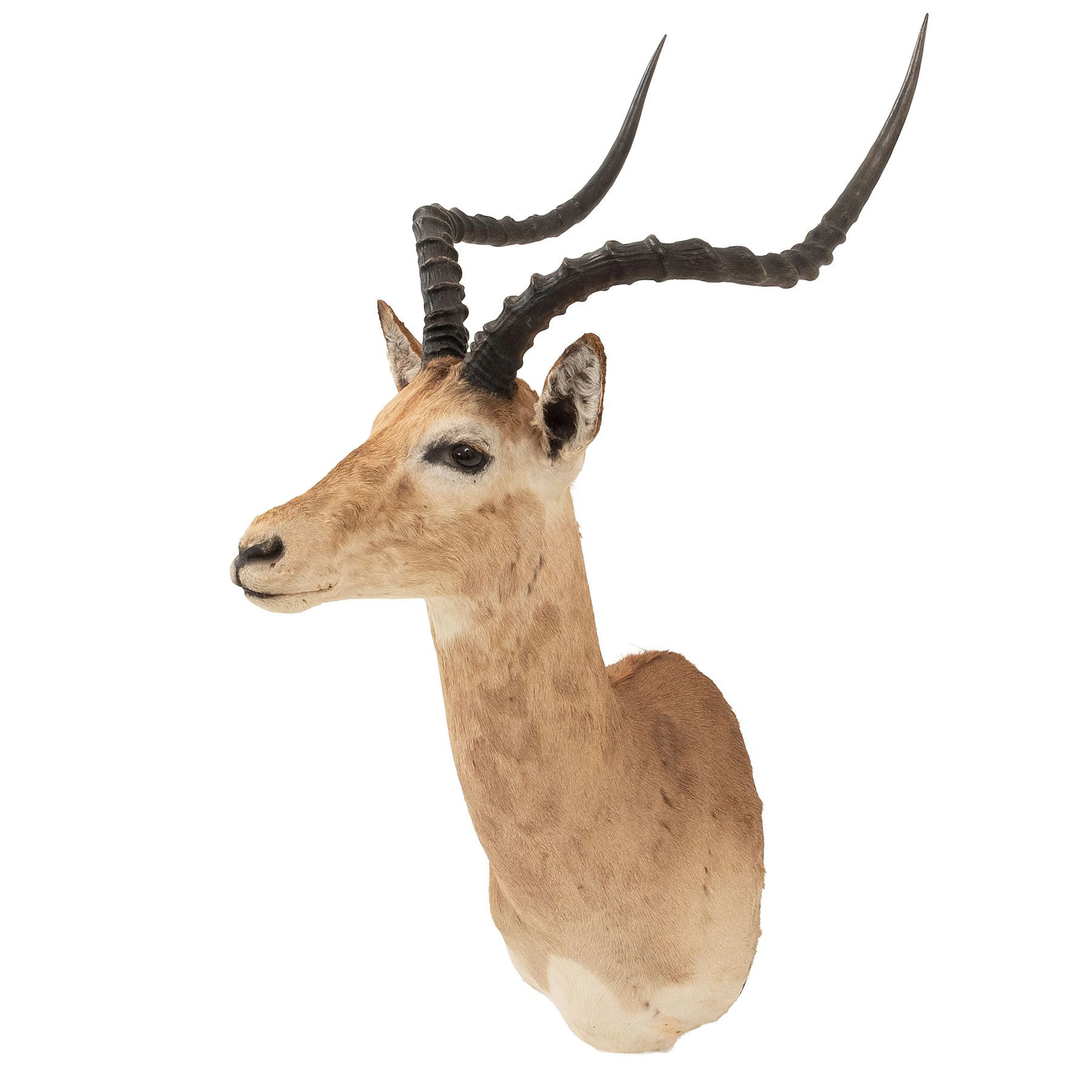 IMPALA SIGLO XX Taxidermia Detalles de conservación 100 cm de altura