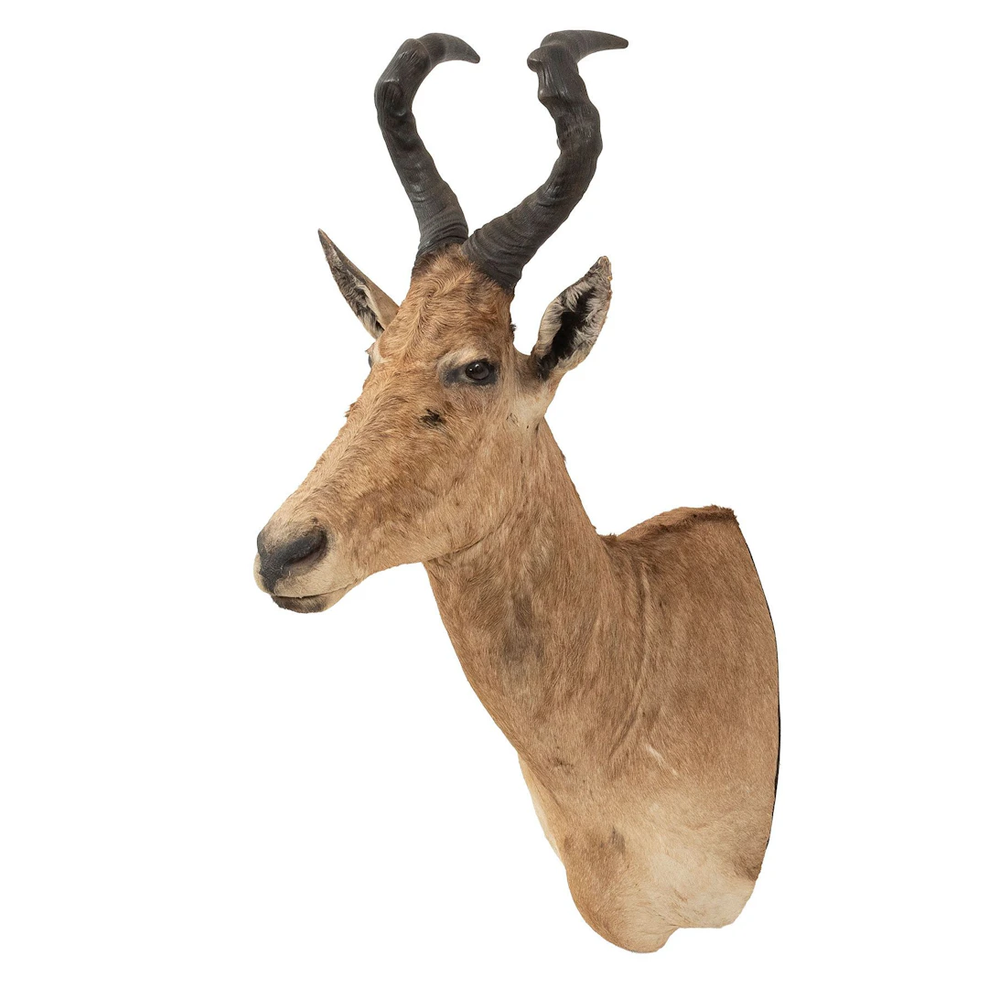 ALCÉLAFO. SIGLO XX. Taxidermia 106 cm de altura