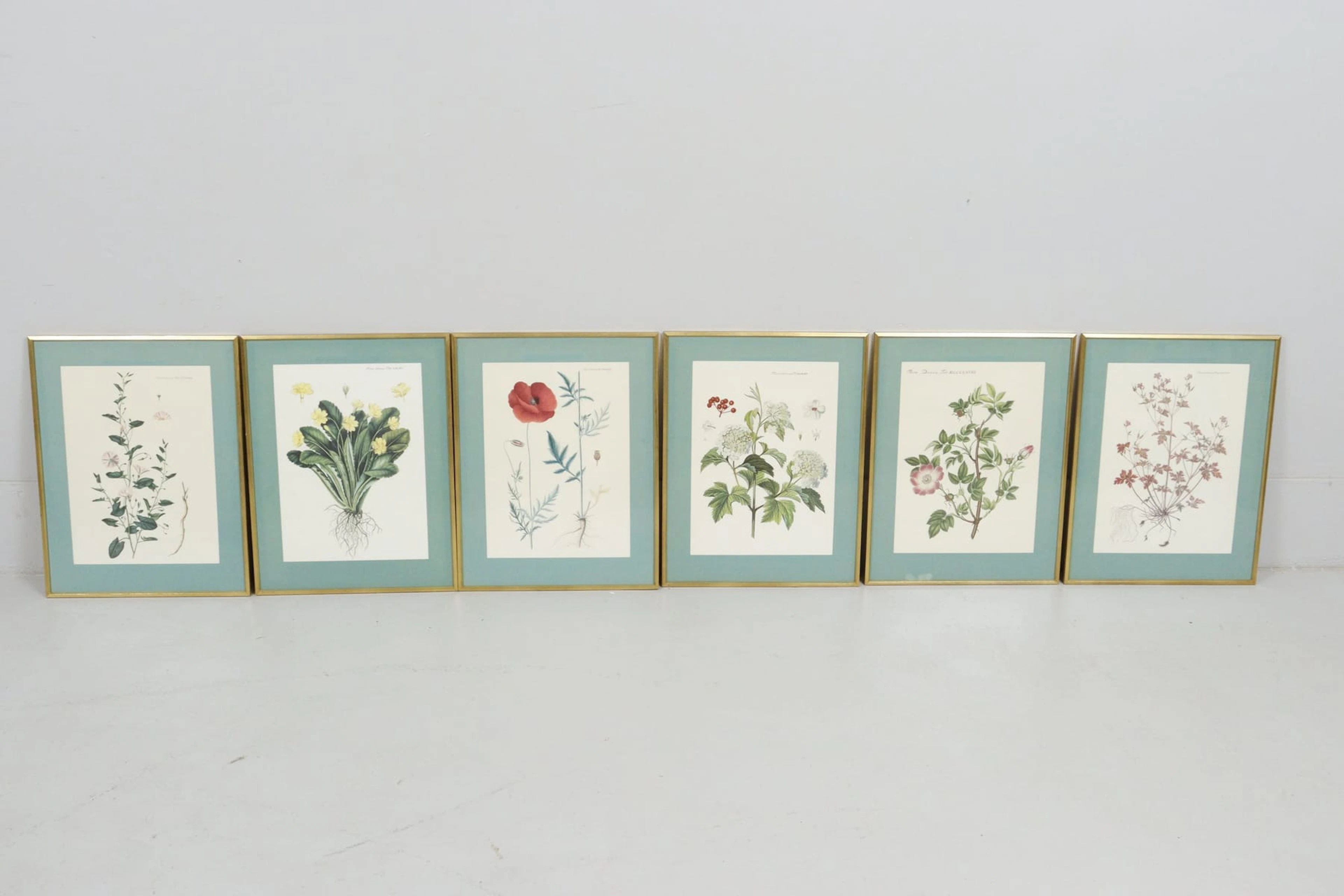 Blomstertryck, 6st, "Flora Danica"