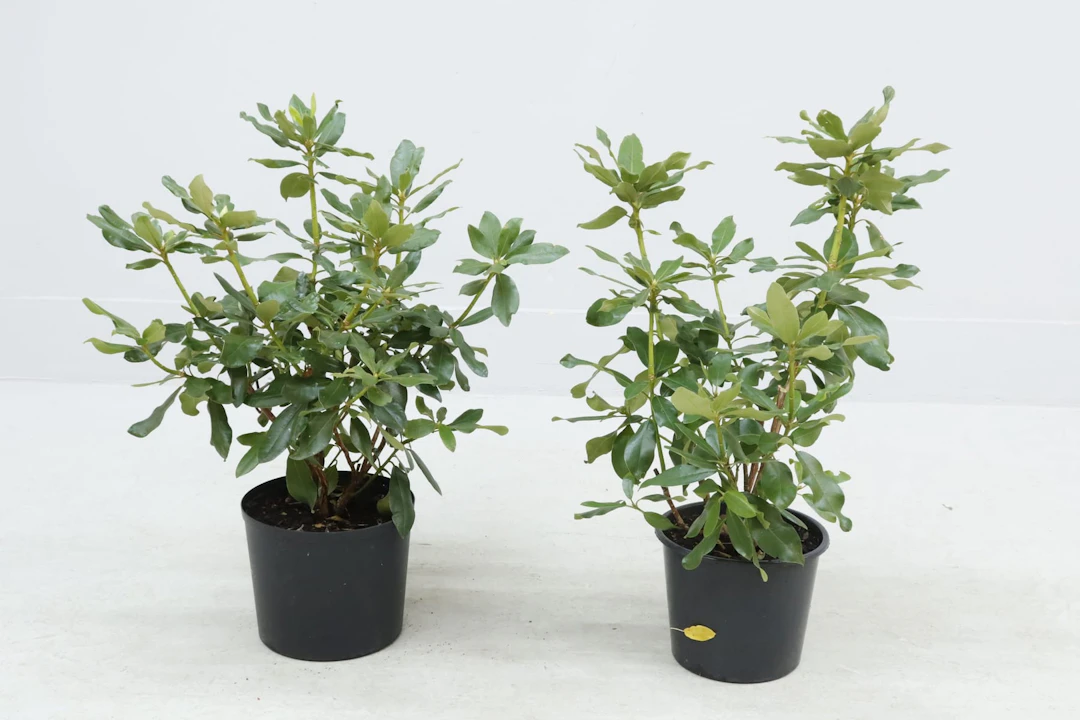Rhododendron, 2st, röda blommor