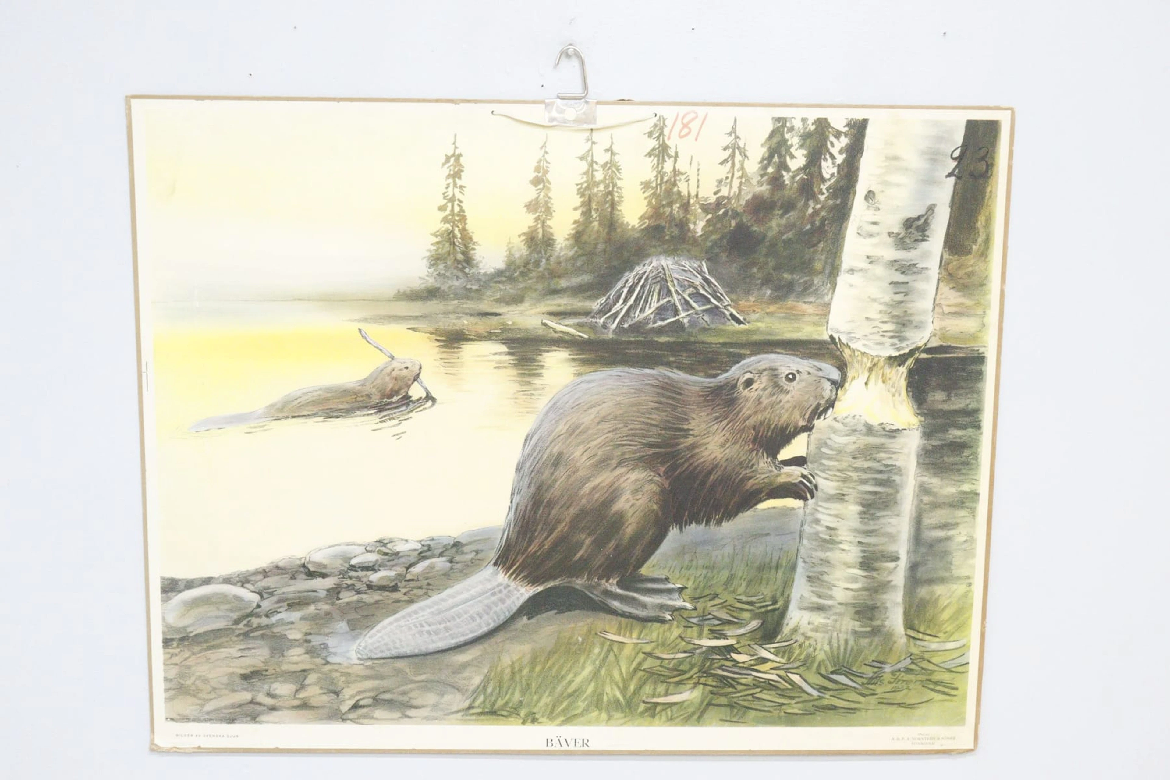 Skolplansch, bäver