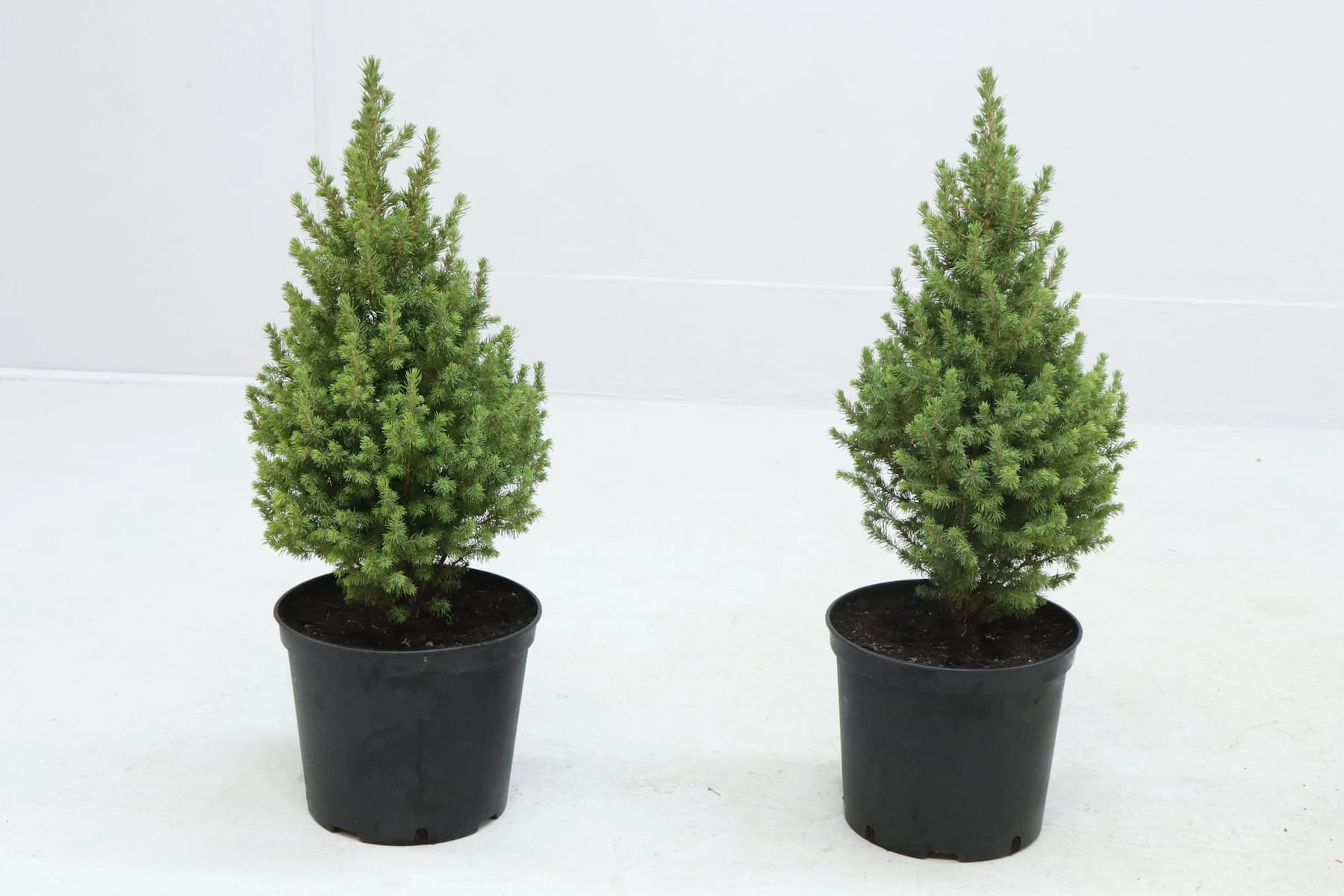 Sockertoppsgranar, 2st