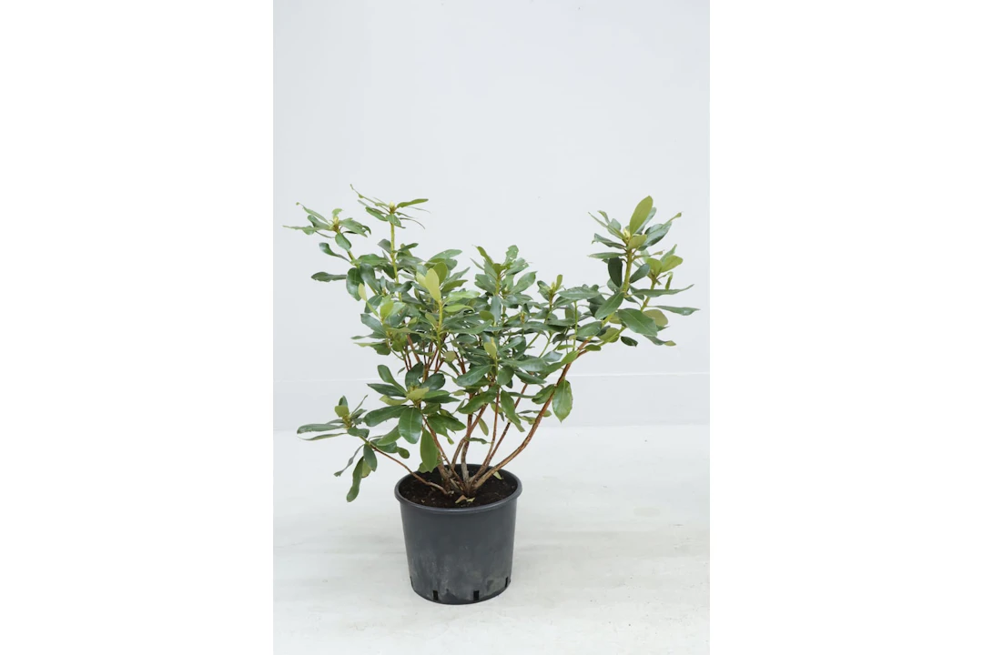 Rhododendron, röda blommor
