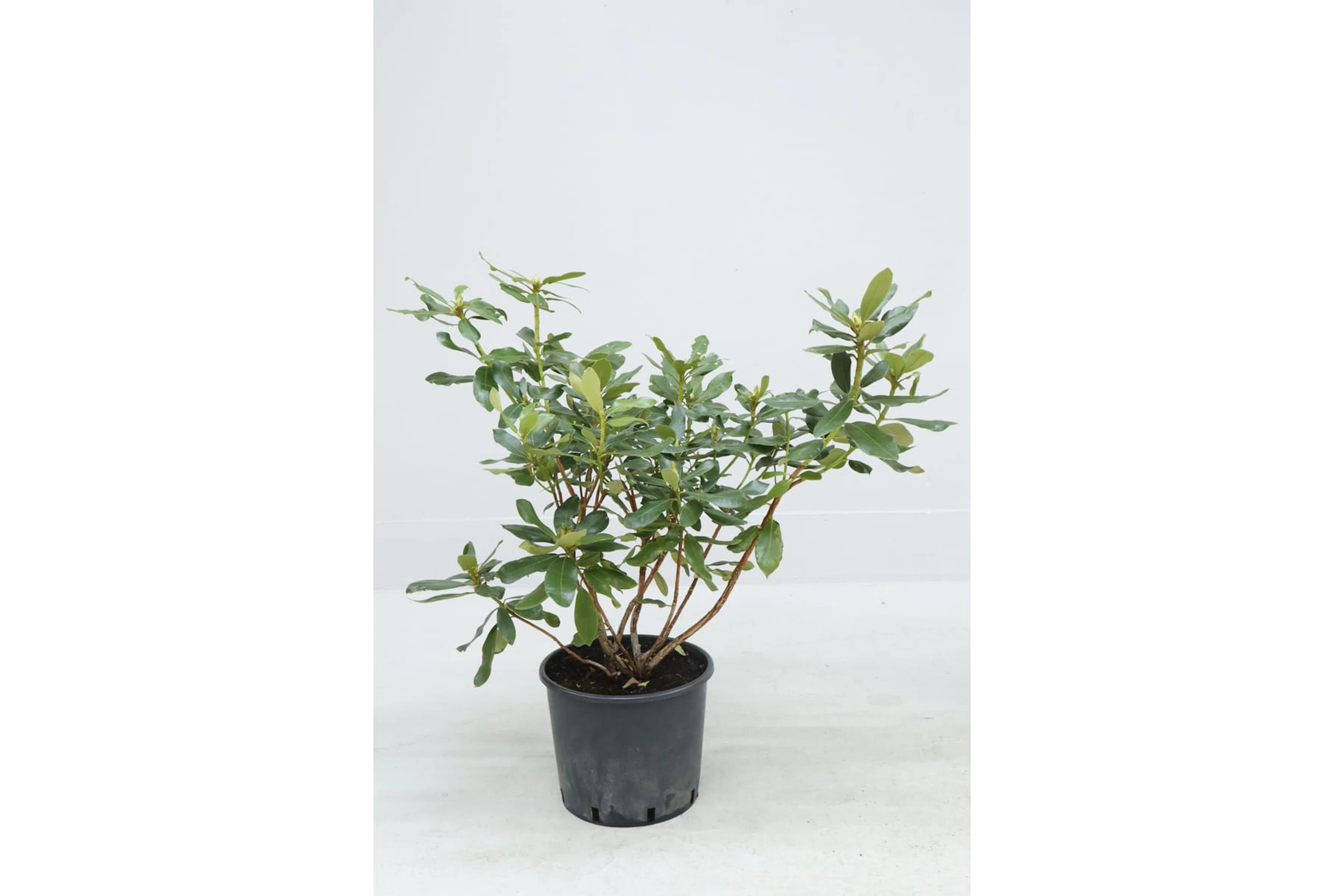 Rhododendron, röda blommor