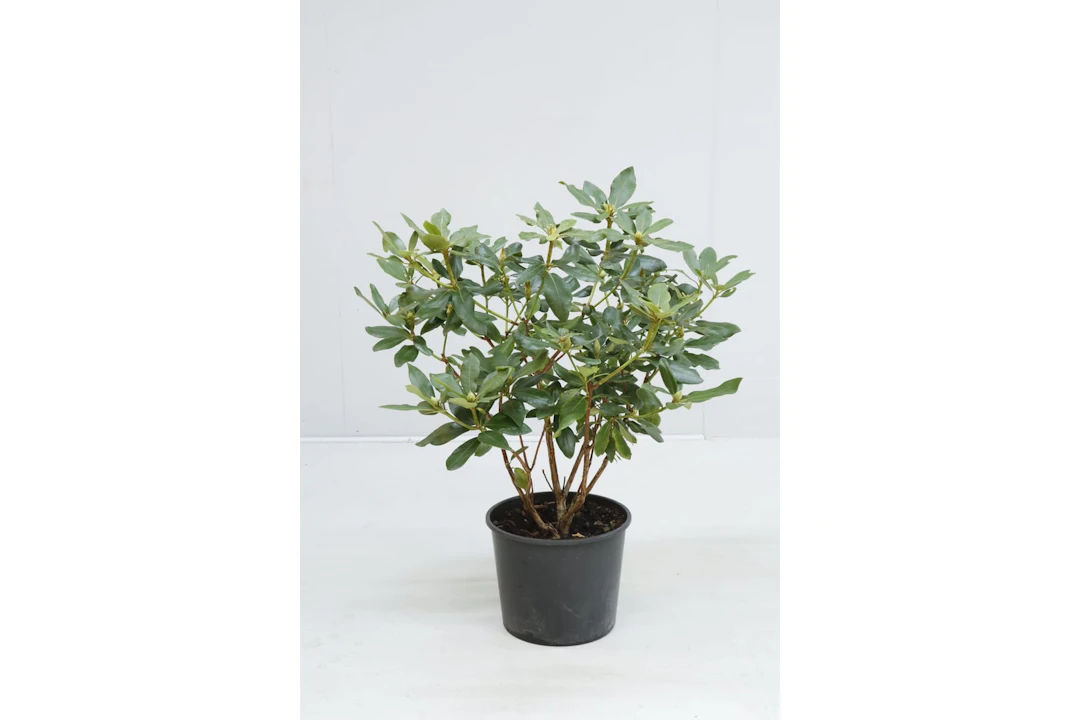 Rhododendron, röda blommor