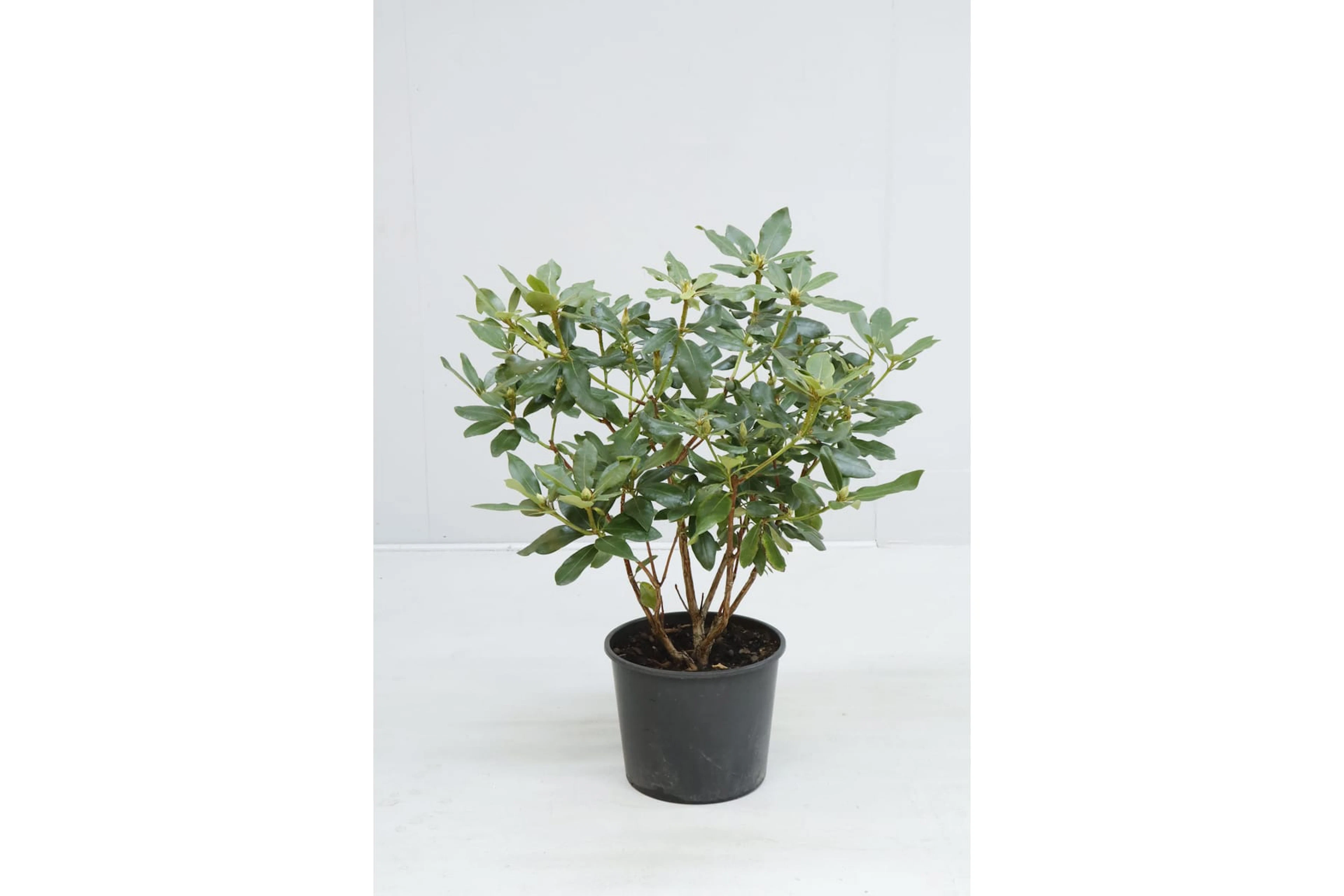 Rhododendron, röda blommor