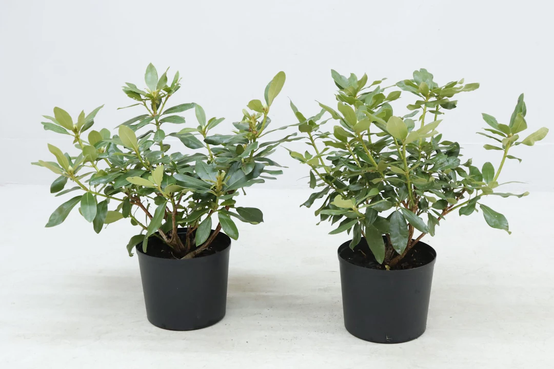 Rhododendron, 2st, röda blommor