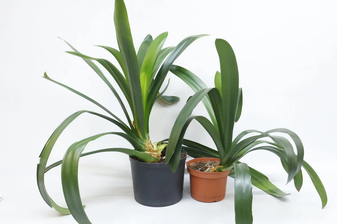 Växter, 2st, clivia