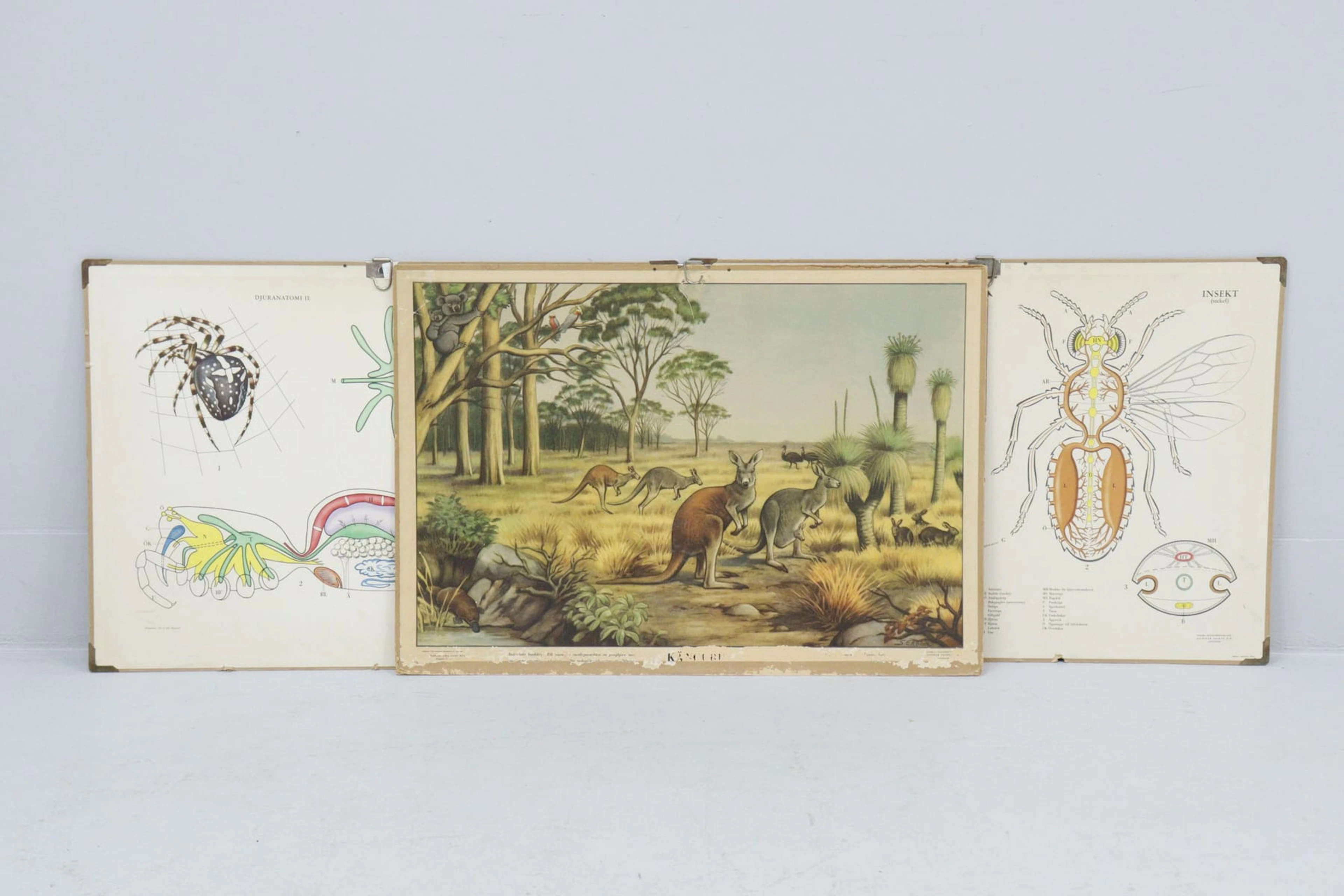 Skolplanscher, 3st, känguru och insekter
