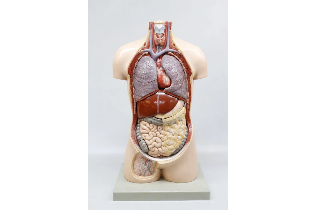 Anatomitorso