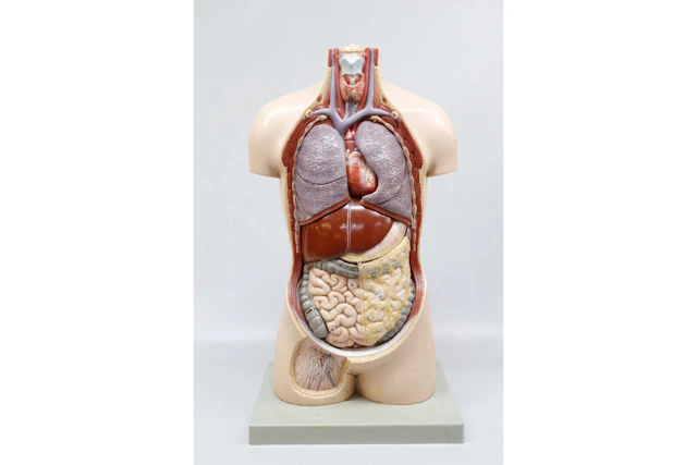 Anatomitorso