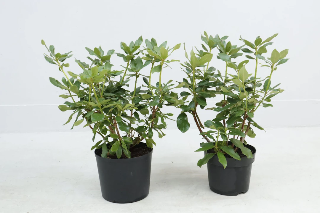 Rhododendron, 2st, röda blommor