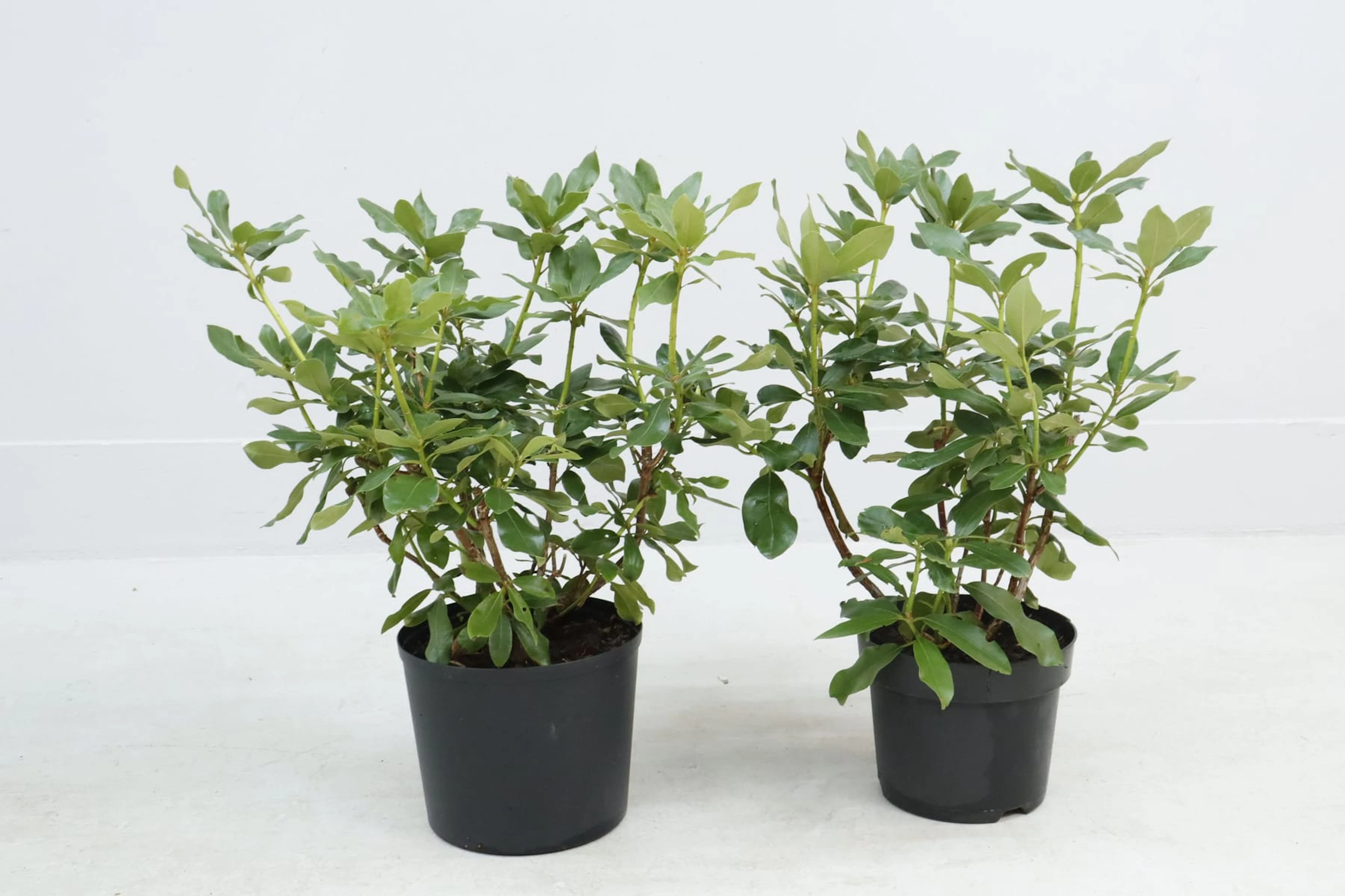 Rhododendron, 2st, röda blommor