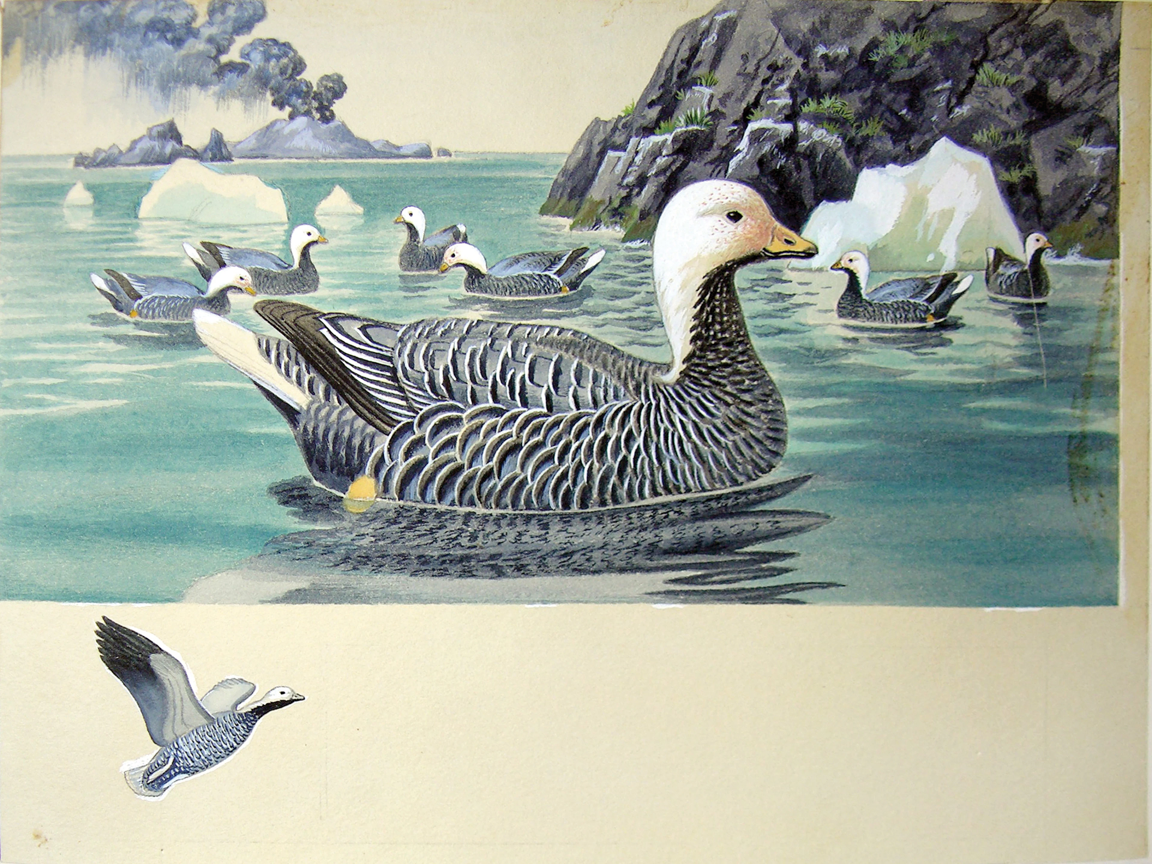 Arthur Singer Watercolor, Emperor Goose on Alaskan Shore