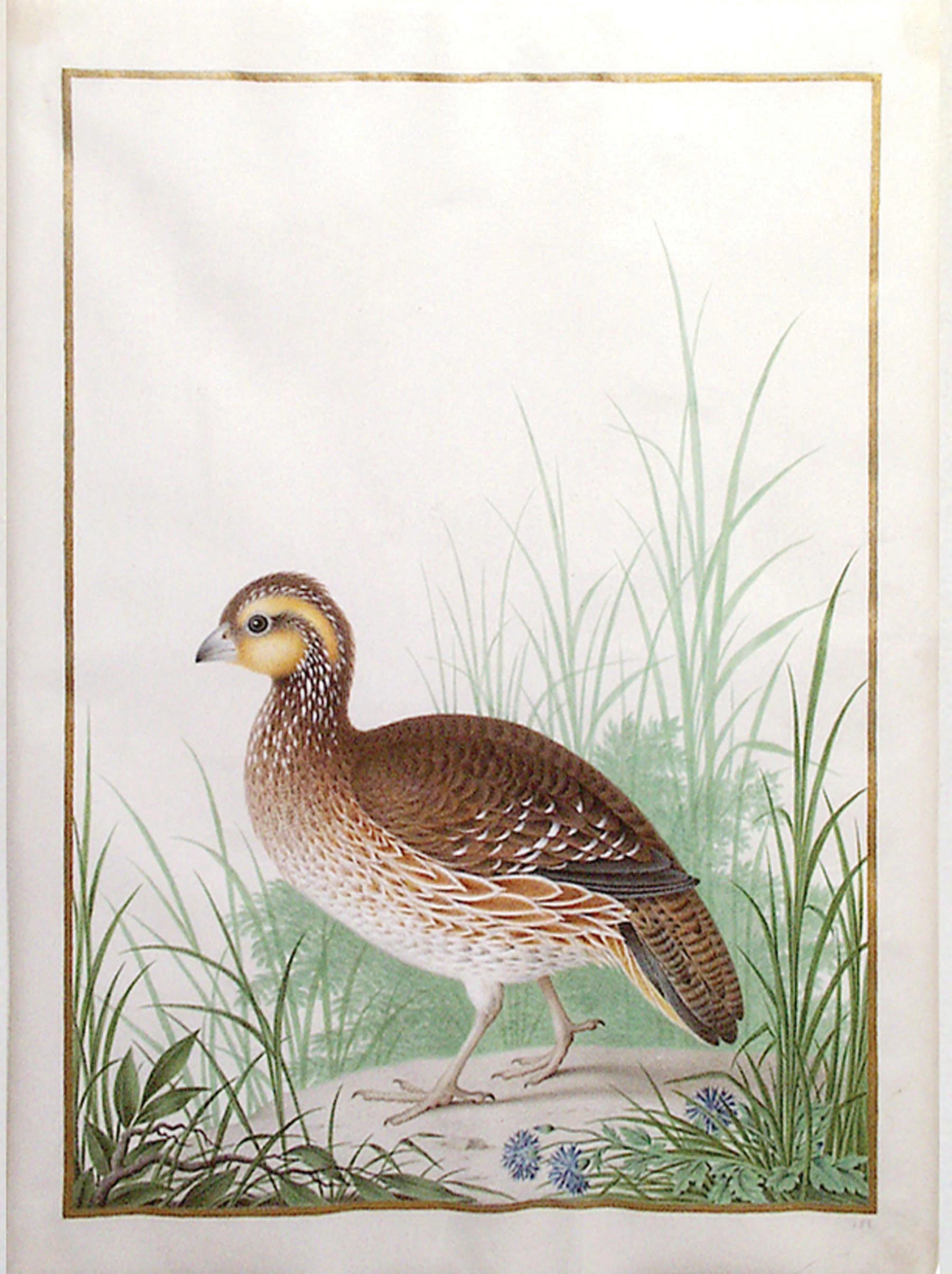 Nicolas Robert Watercolor on Vellum, Female Northern Bobwhite (Colinus