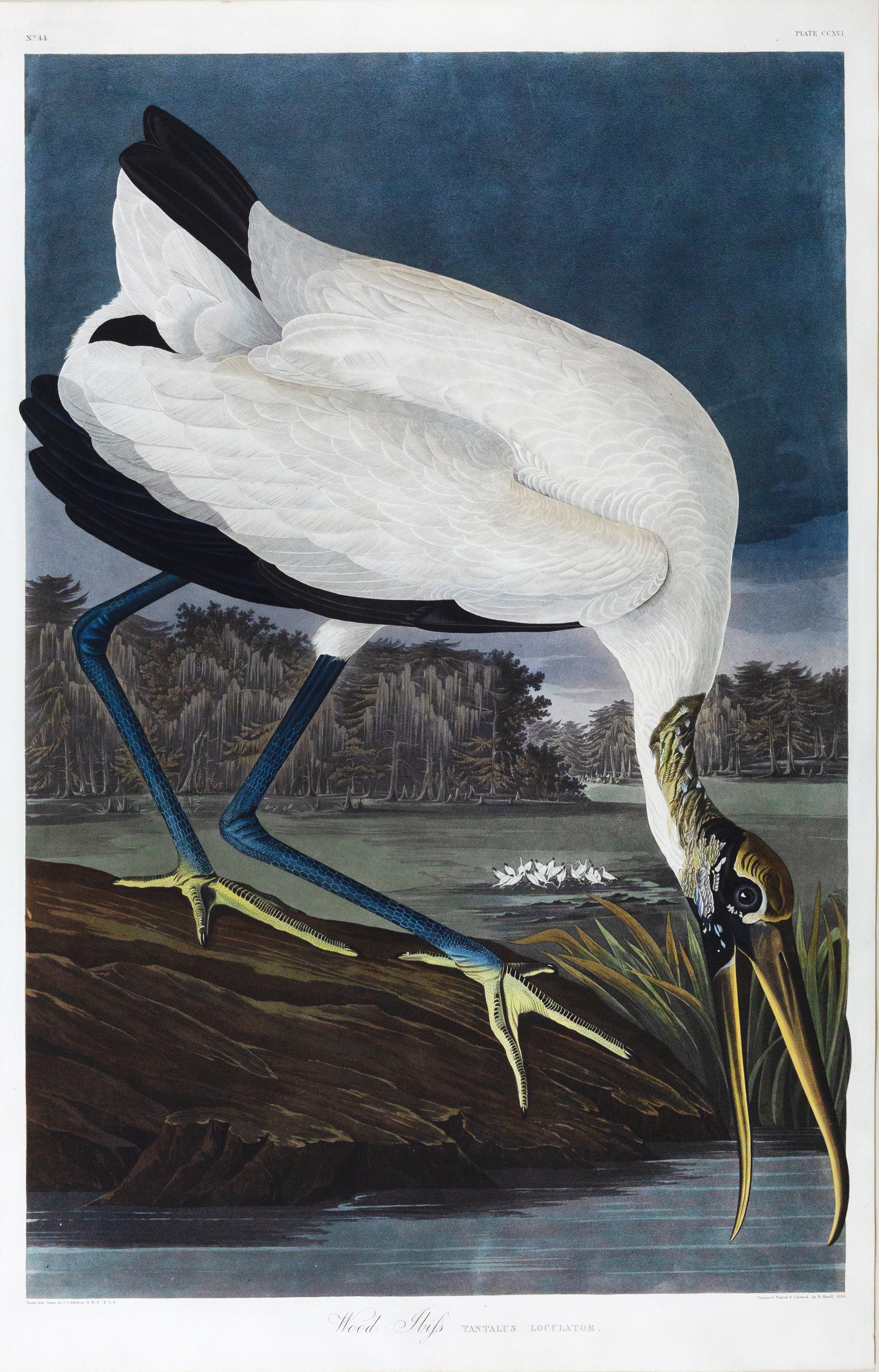Audubon Aquatint, Wood Ibis, Plate 241