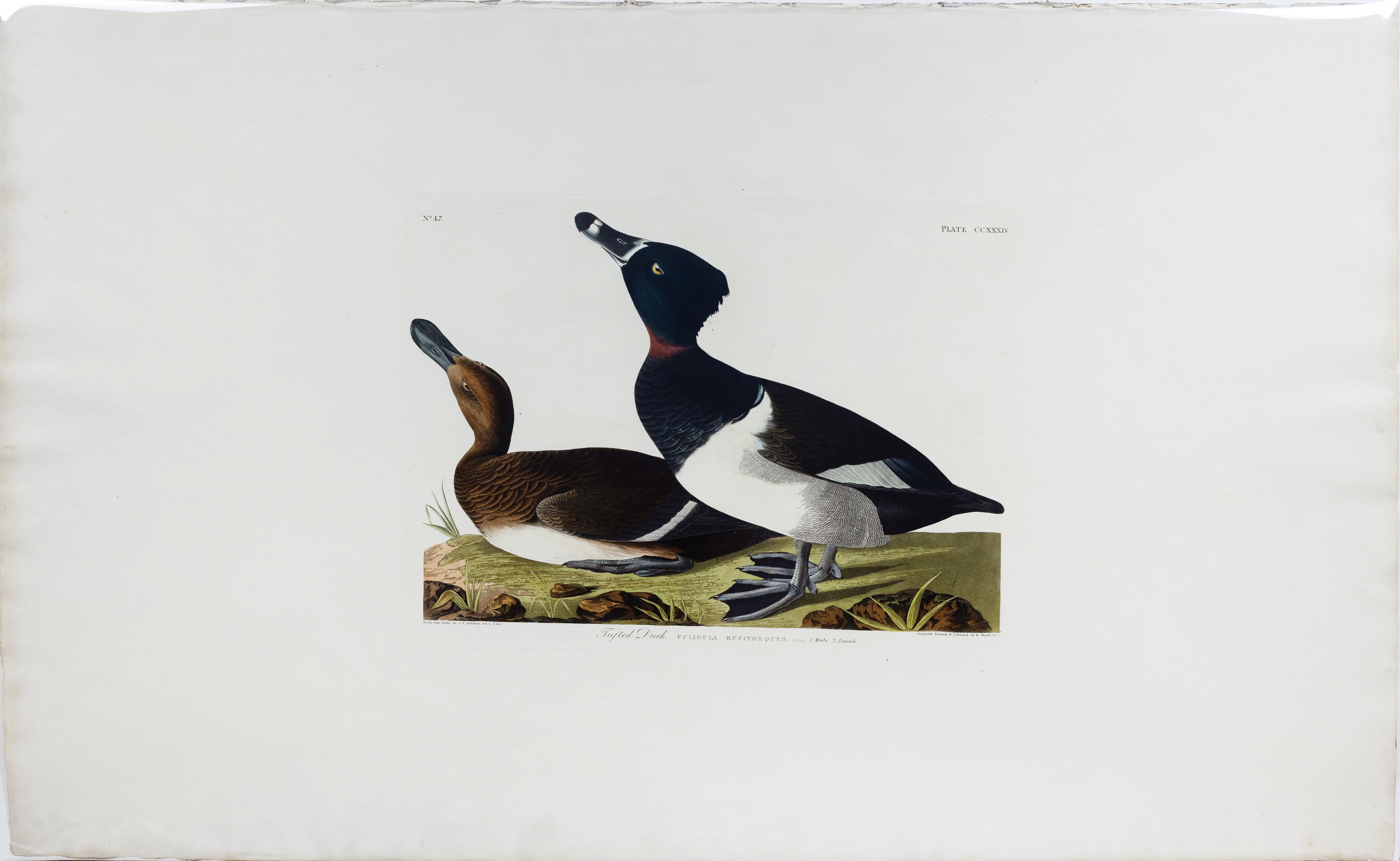 Audubon Aquatint, Tufted Duck, Plate 234