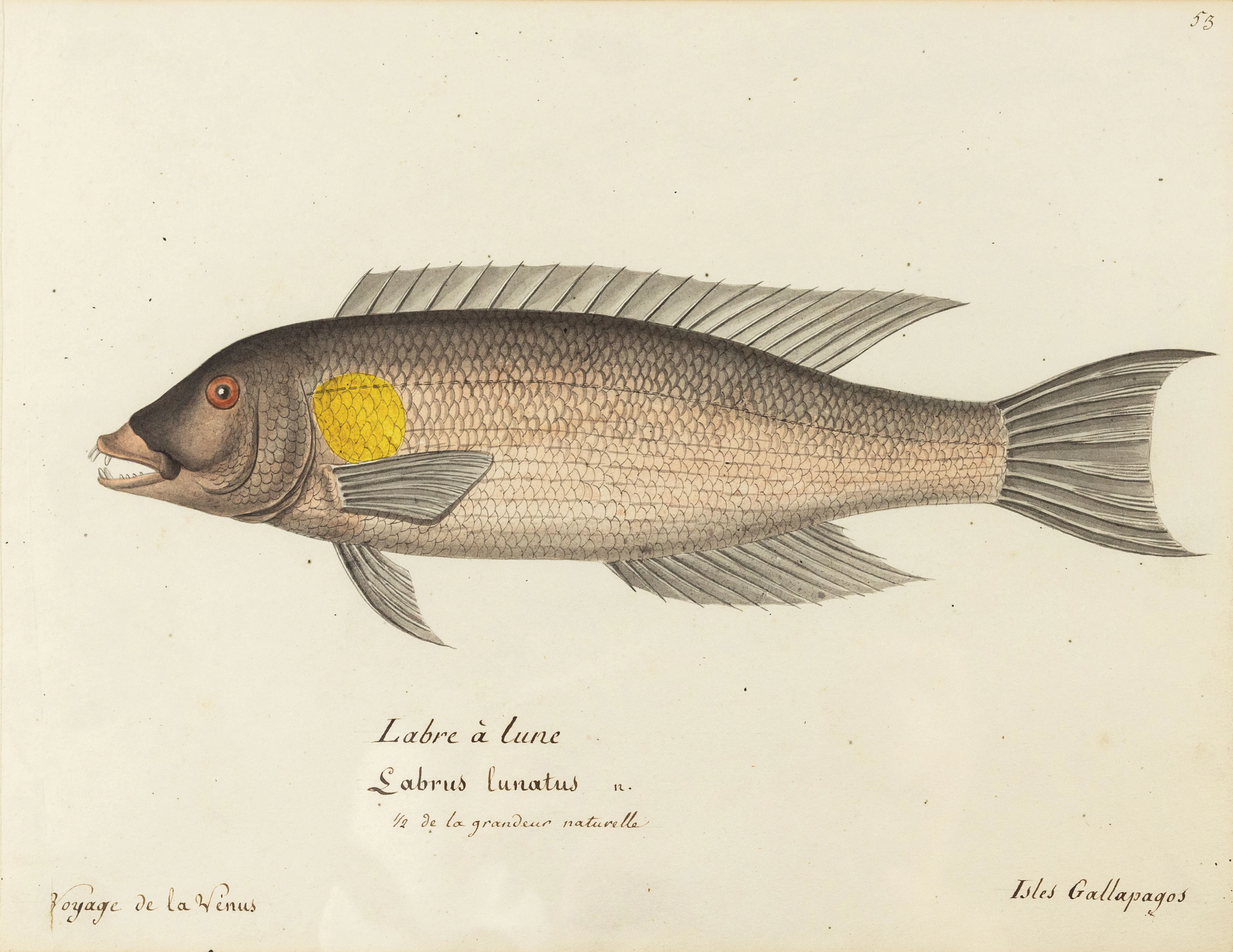 Freminville Original Watercolor of a fish, the Galápagos hogfish