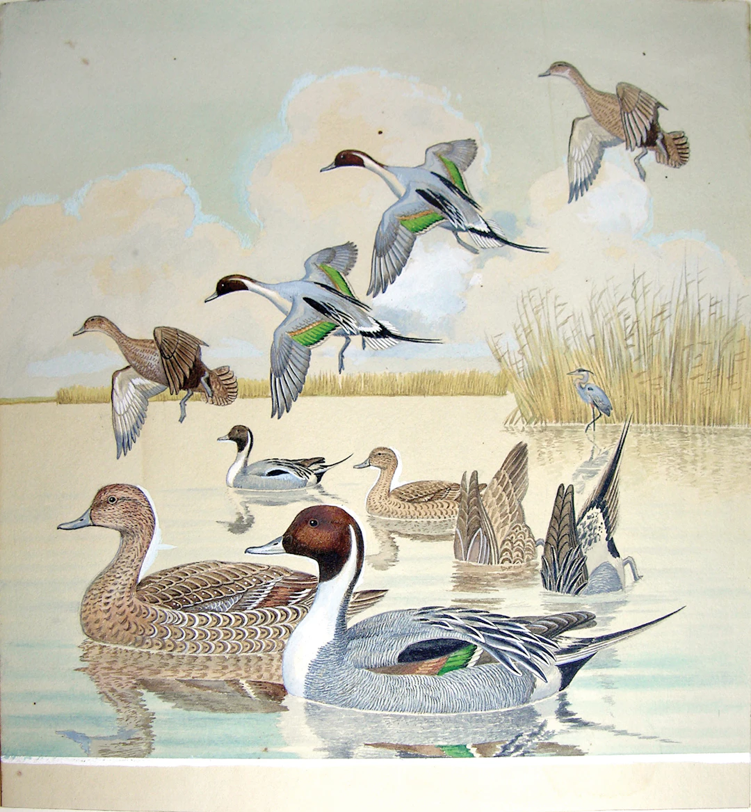 Arthur Singer Watercolor, Pintail Ducks, Male and Female