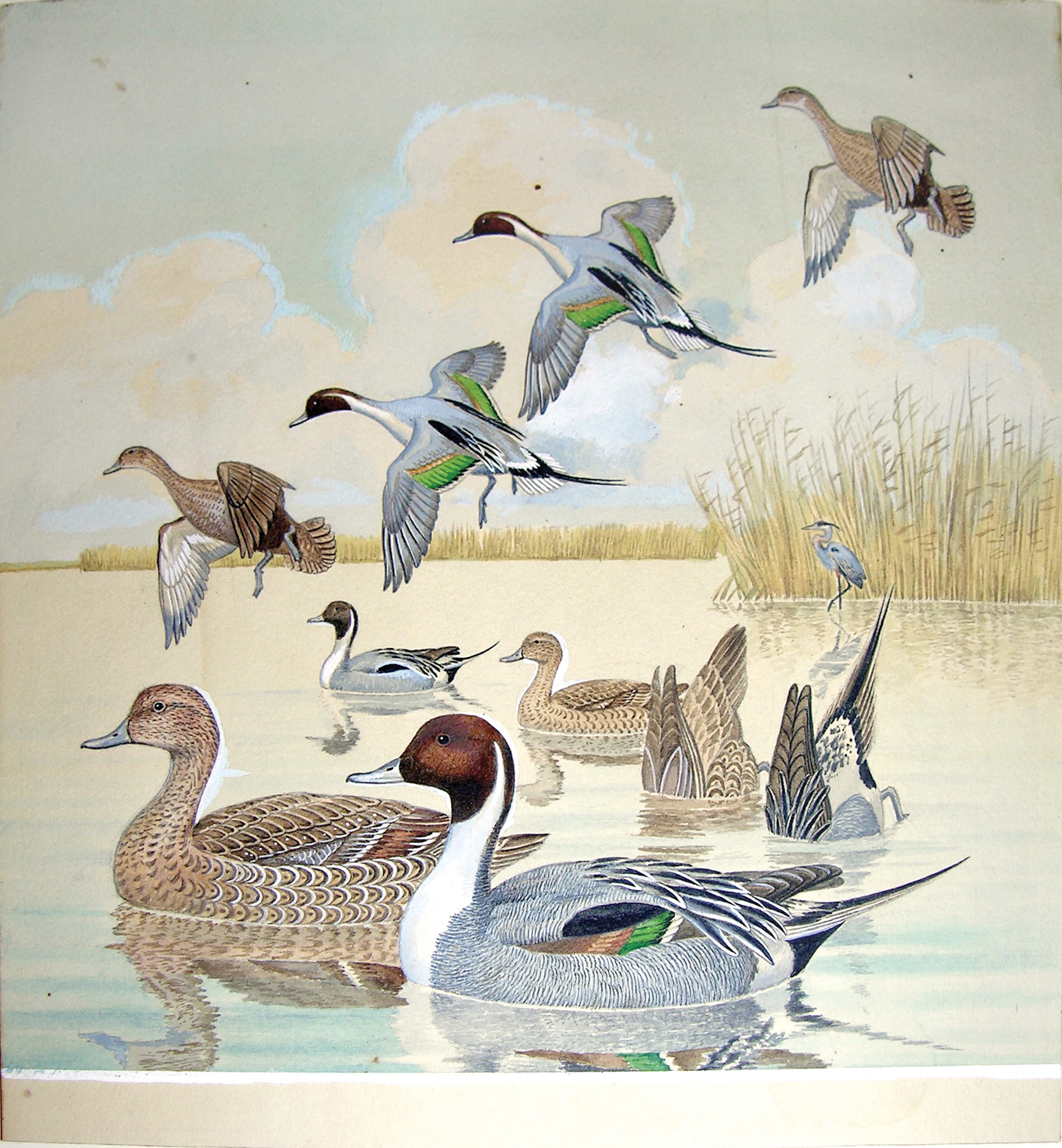 Arthur Singer Watercolor, Pintail Ducks, Male and Female