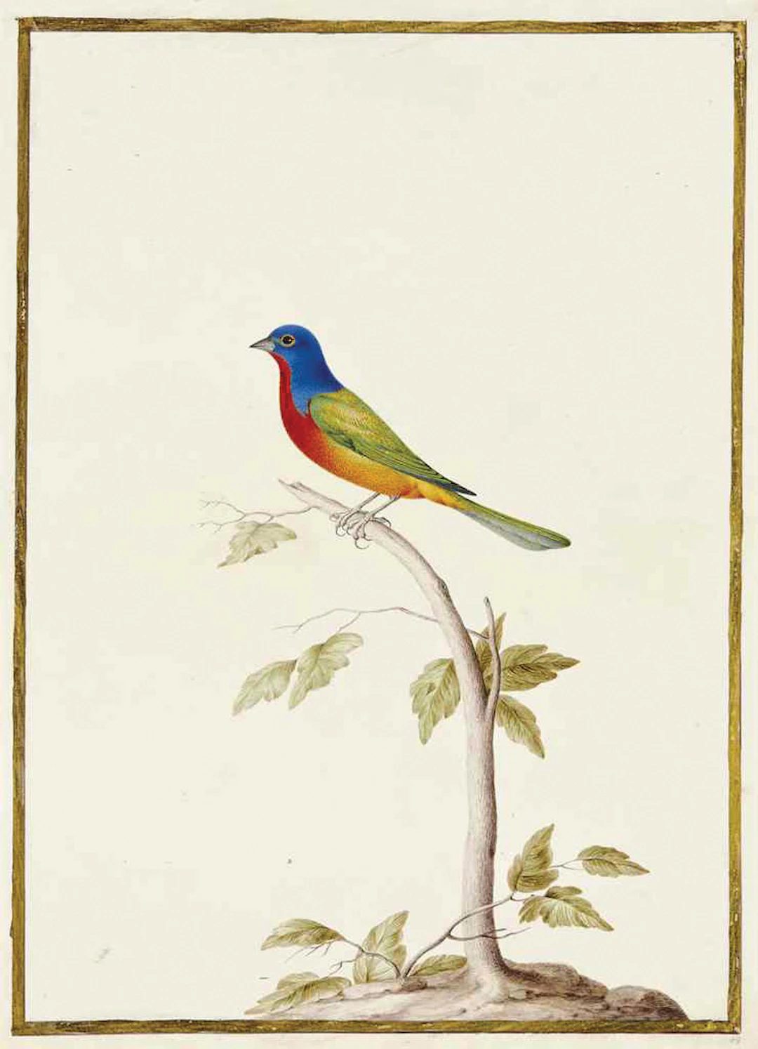Nicolas Robert Watercolor on Vellum, Painted Bunting On A Branch -